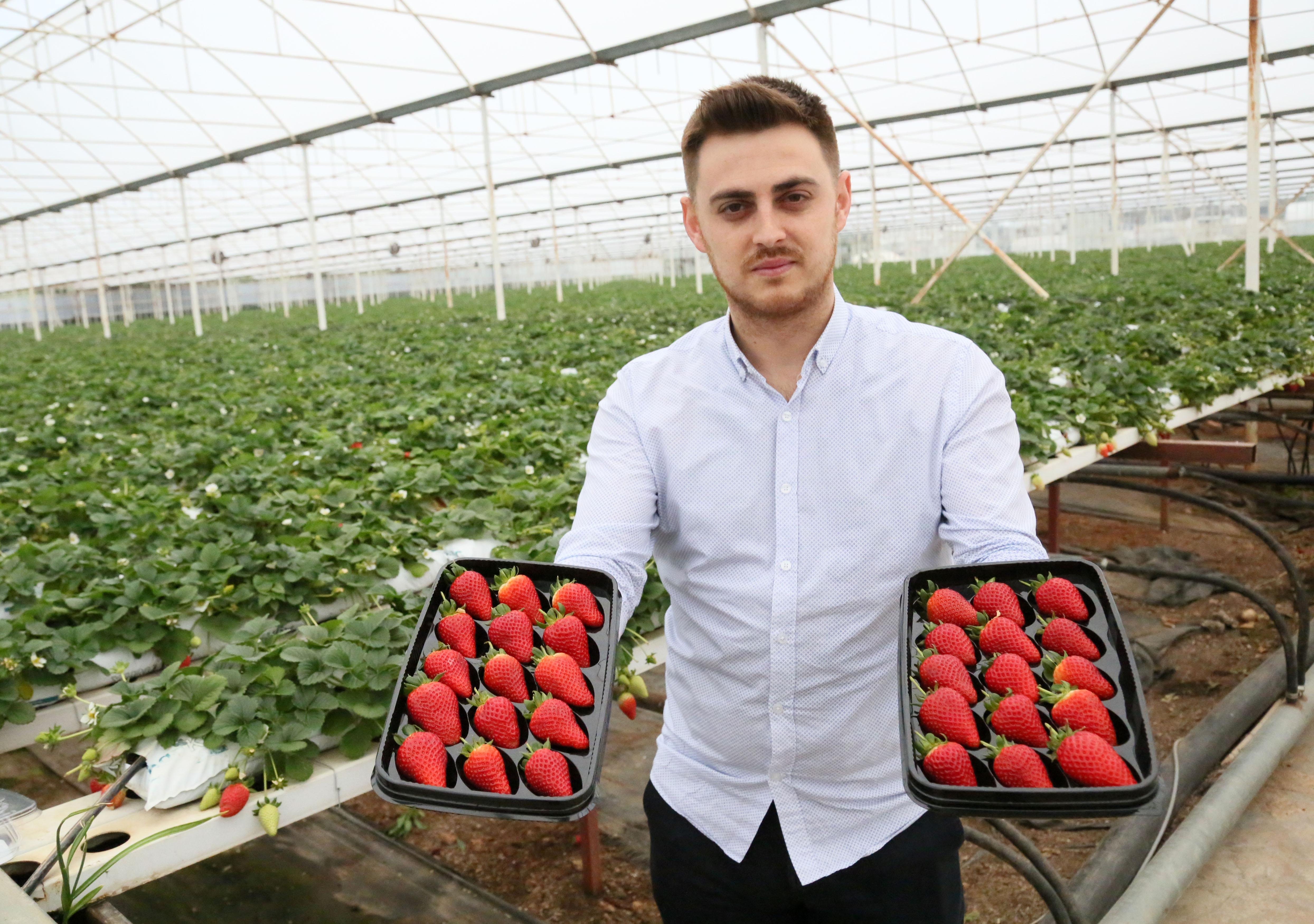 Havada yetişen çilek, birbirine temas etmeden sofralara ulaşıyor