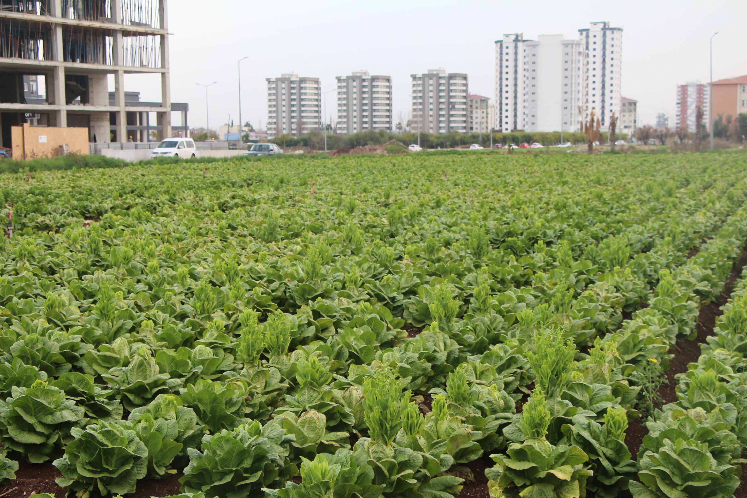 Yol kenarındaki arazilerde üretilen tarımsal gıdalardaki tehlike