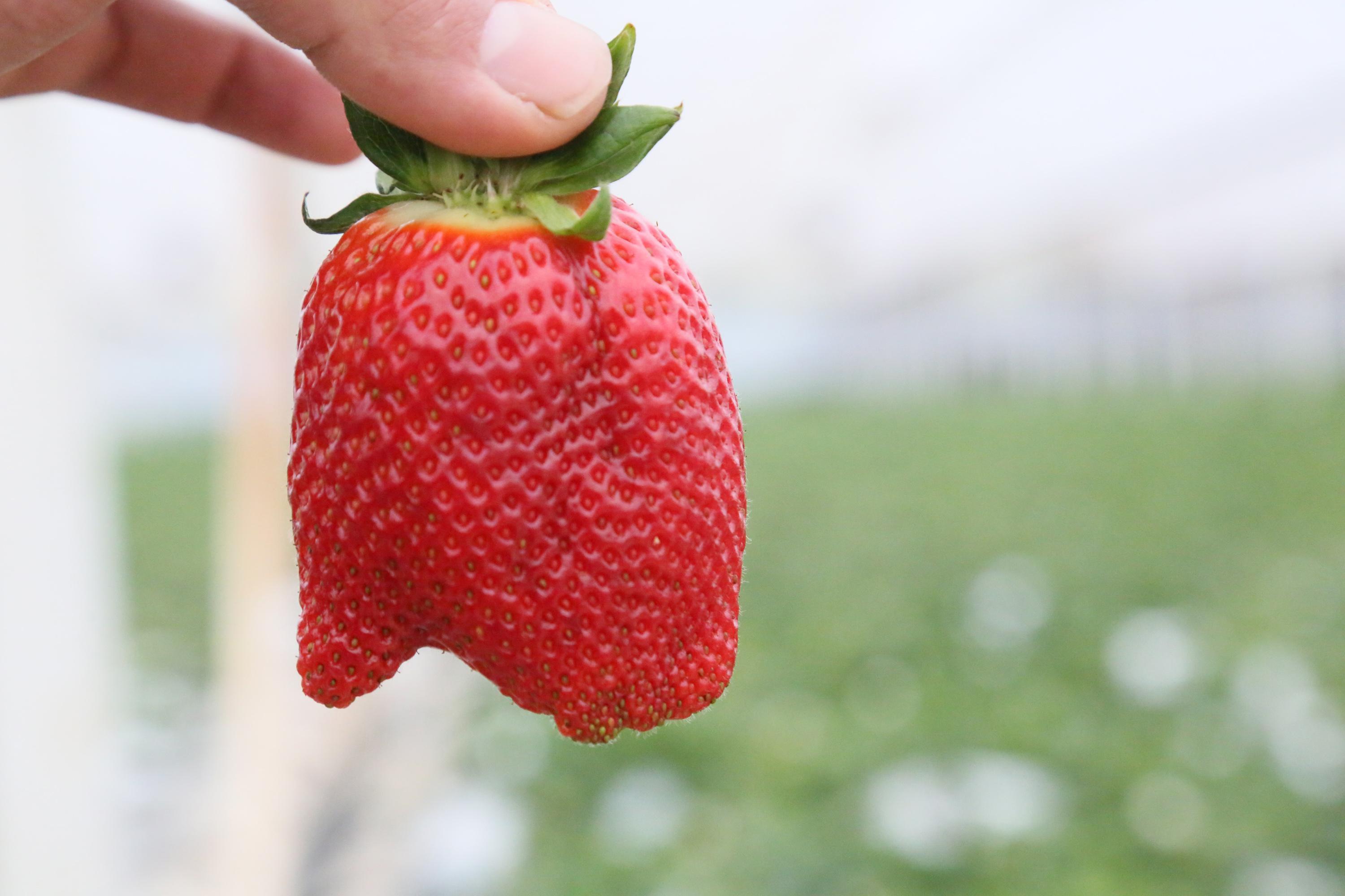 Sıcaklık farkı, çileğin şeklini bozdu