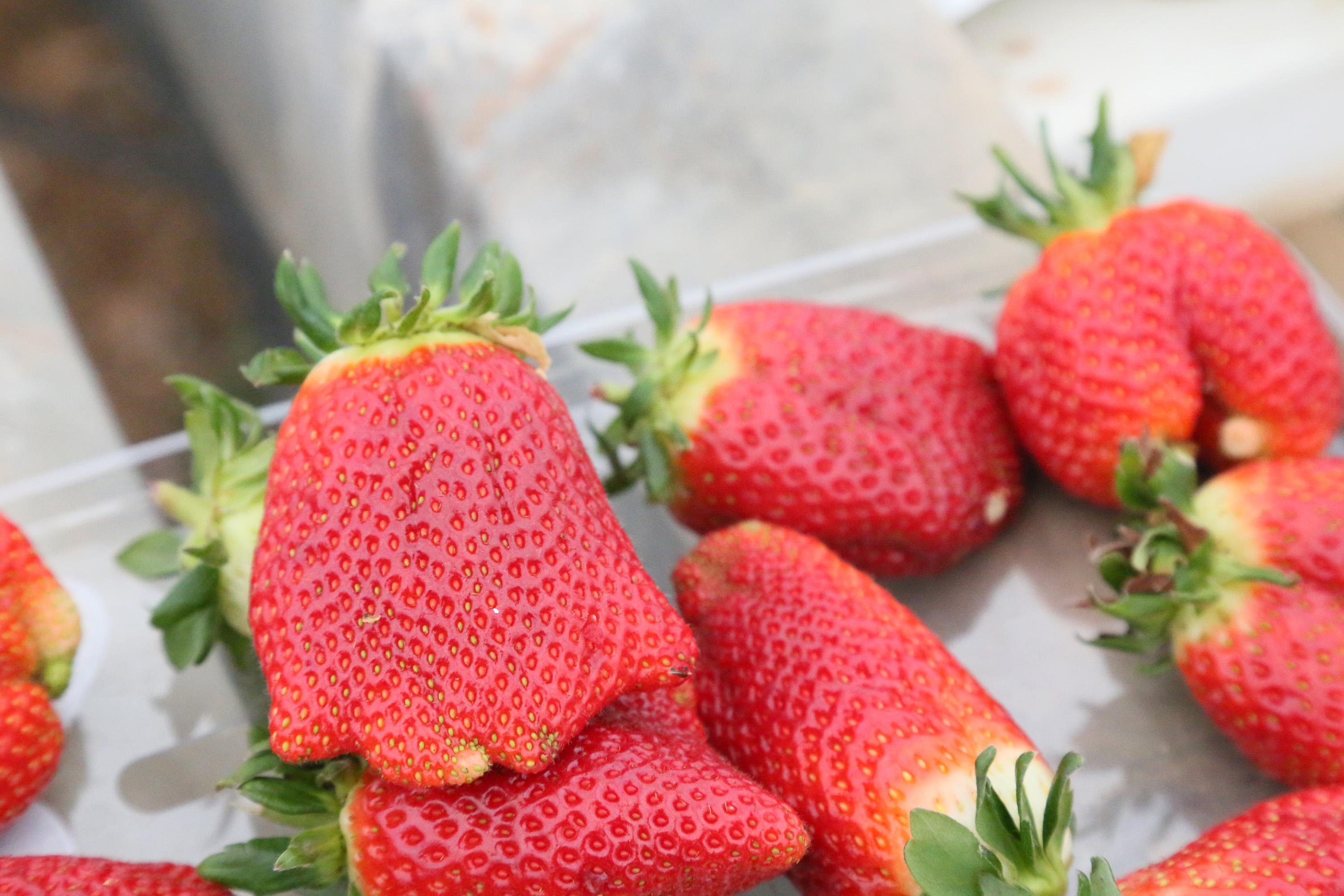 Sıcaklık farkı, çileğin şeklini bozdu