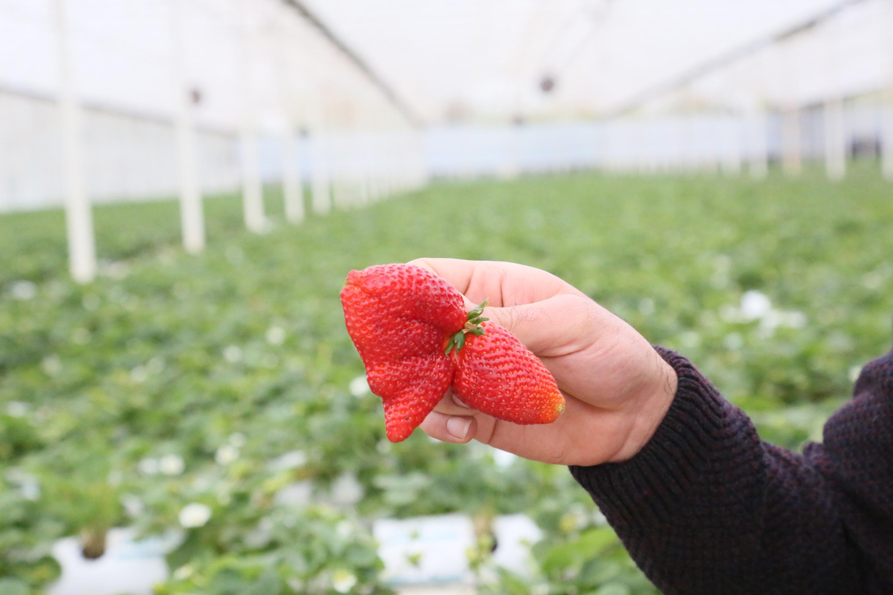 Sıcaklık farkı, çileğin şeklini bozdu