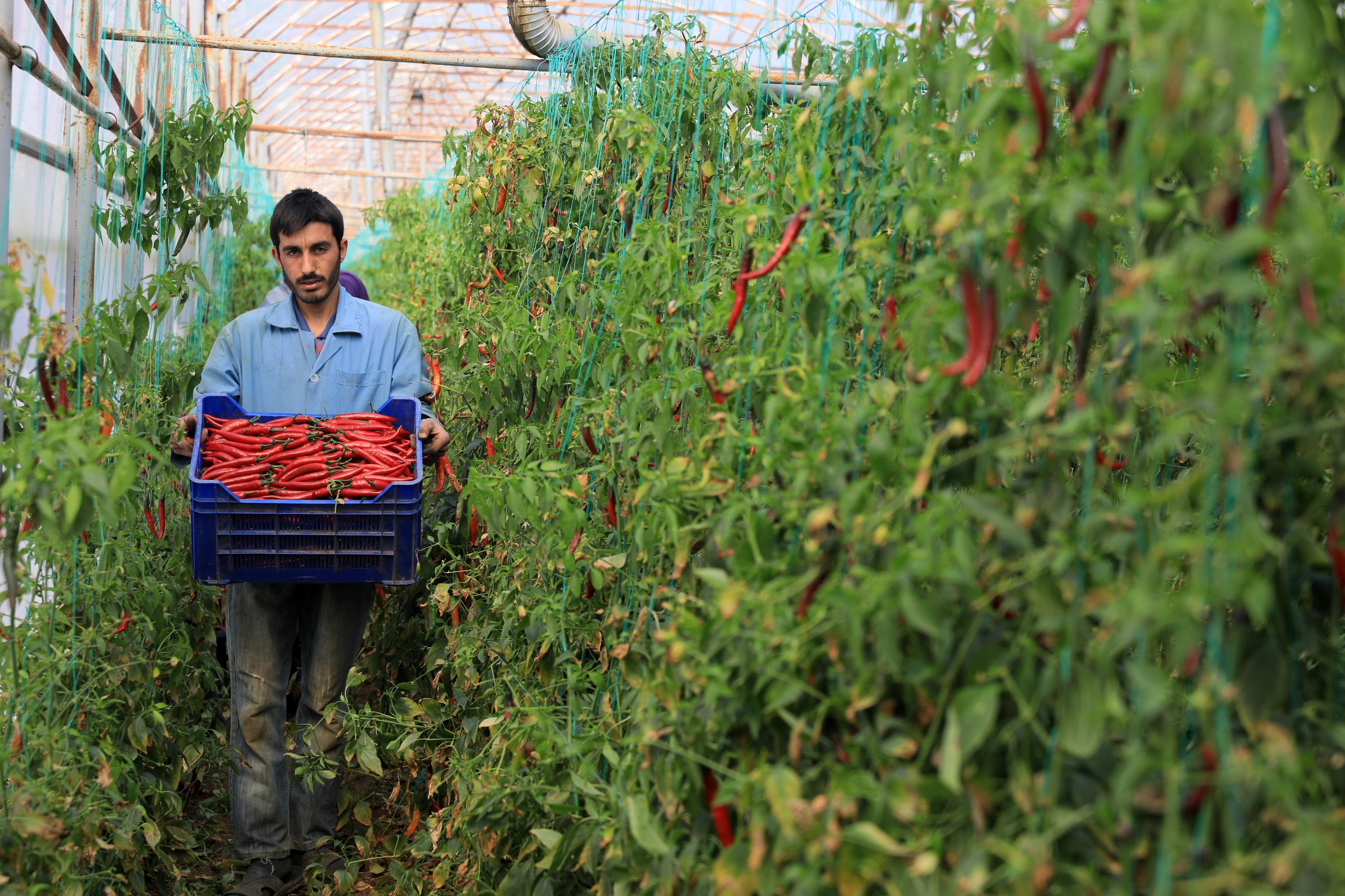Acı biber mutluluk veriyor