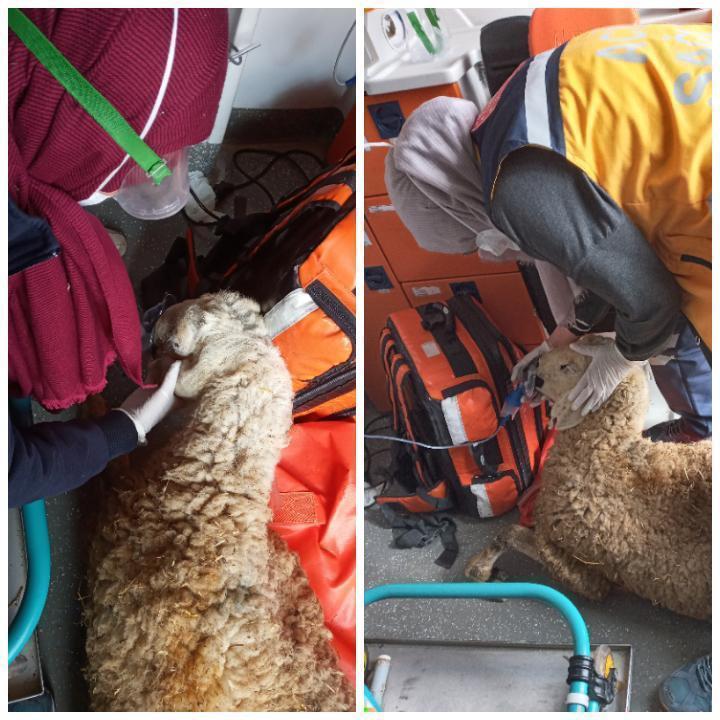 Niğdede ahırda çıkan yangında 171 kuzu öldü