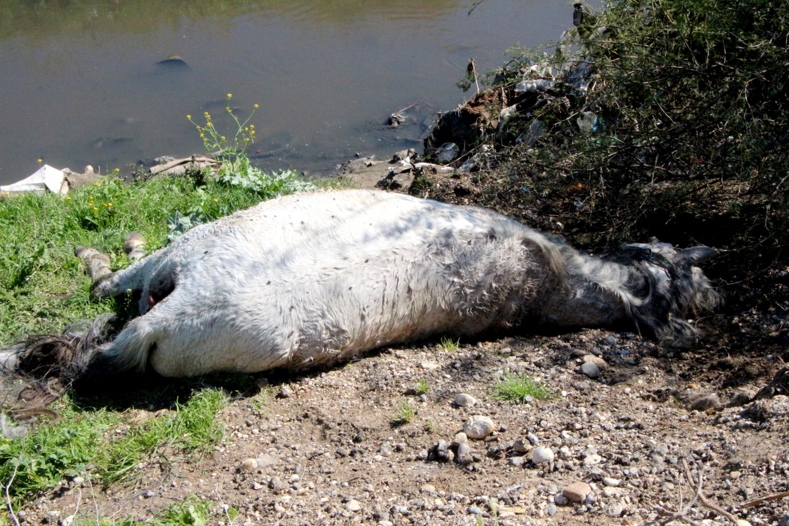 Dere yatağında çok sayıda at ve eşek kafasıyla kemikler bulundu