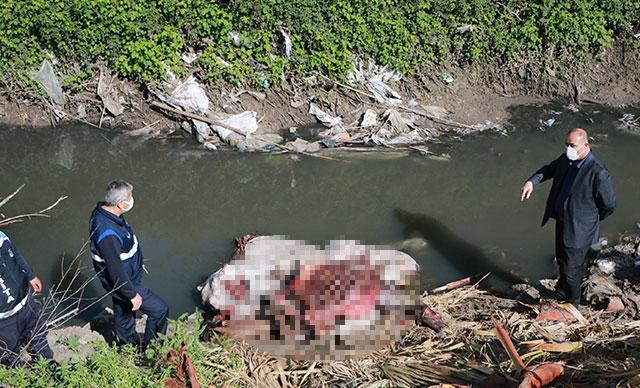 Dere yatağında çok sayıda at ve eşek kafasıyla kemikler bulundu