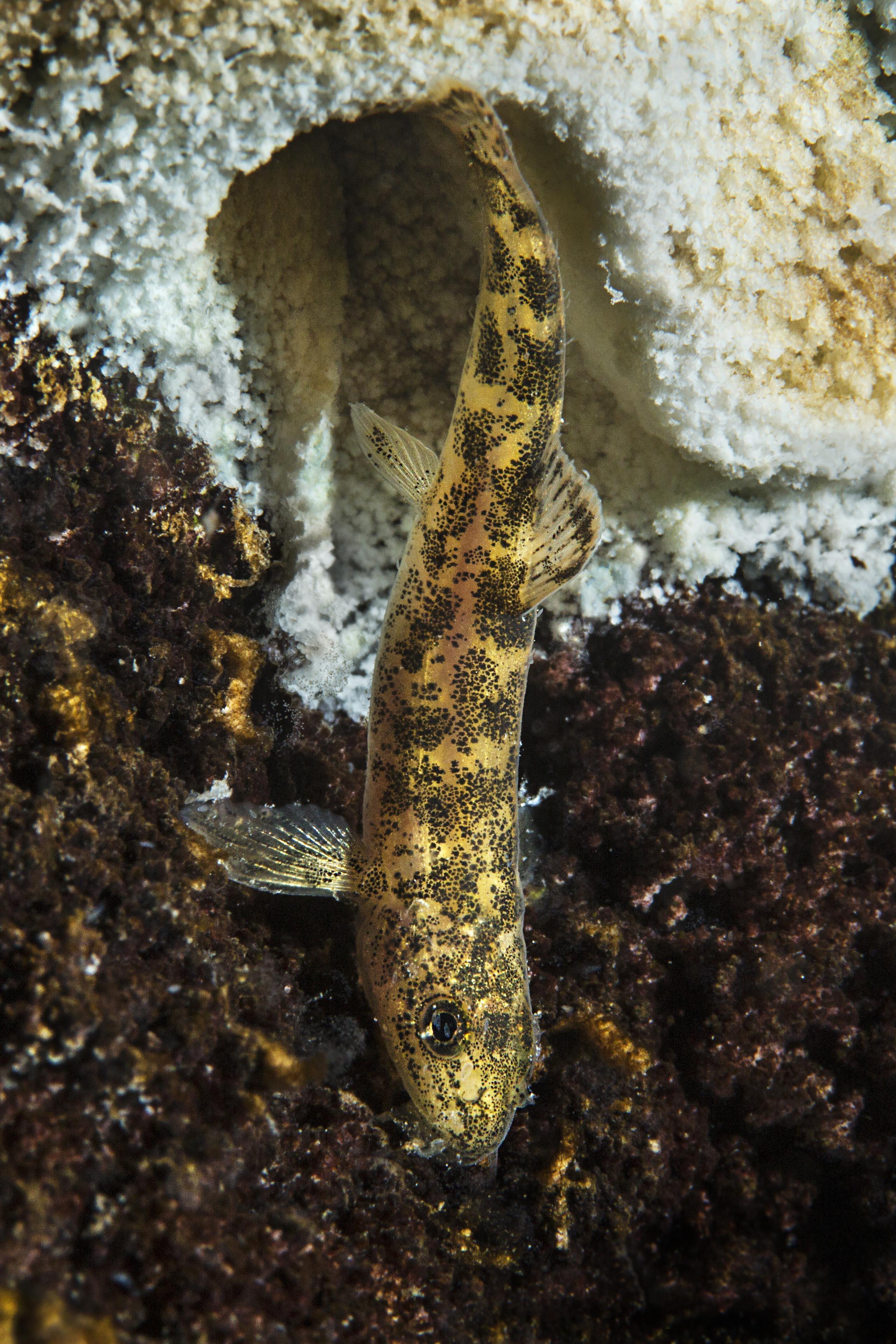 Vanın ikinci balık türü tescillendi... Van Gölü küçük mercan balığı