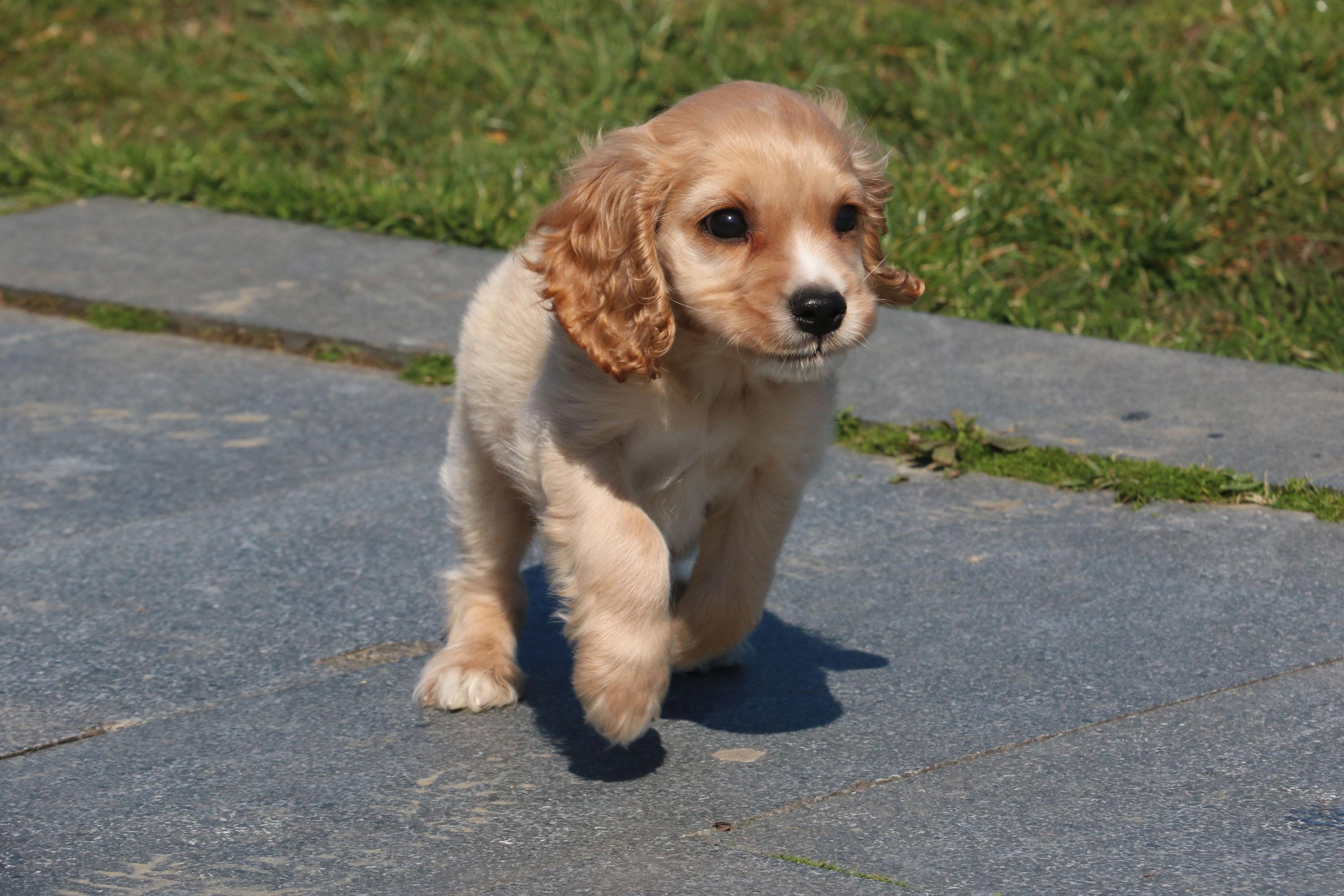 Pandemide evcil hayvan sahiplenme oranı arttı