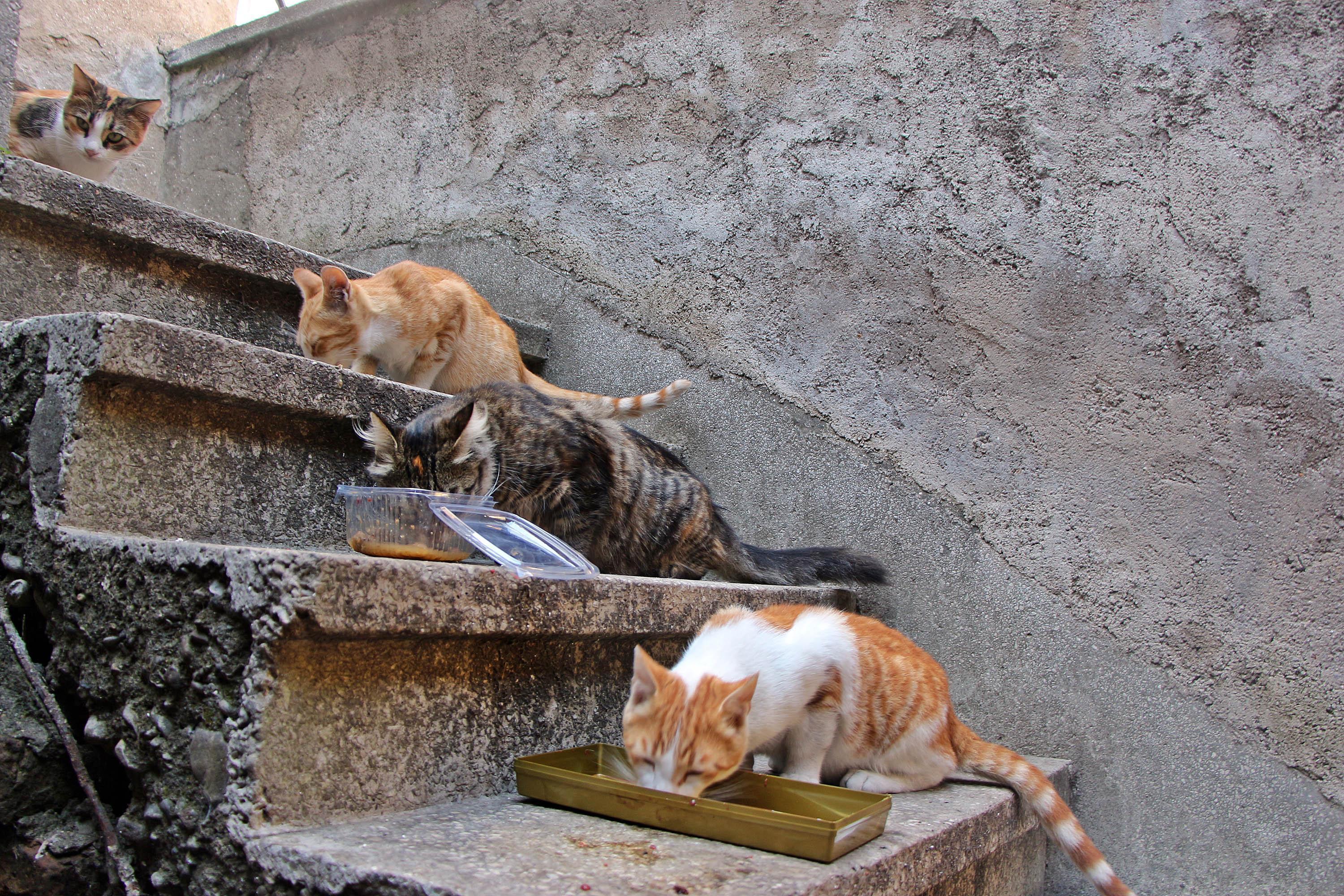 Pandemide evcil hayvan sahiplenme oranı arttı