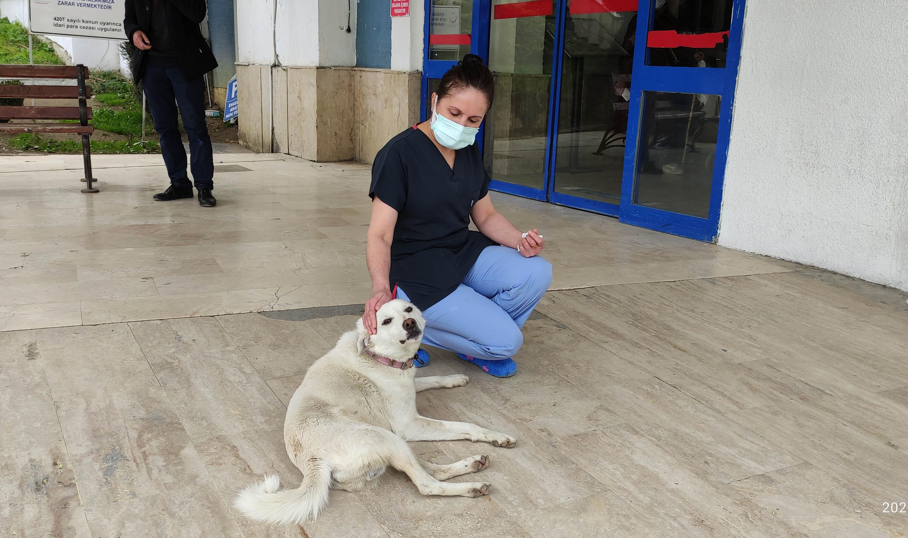 Sahibi tedavi gören Pamuk köpek, 14 gün hastane kapısında bekledi