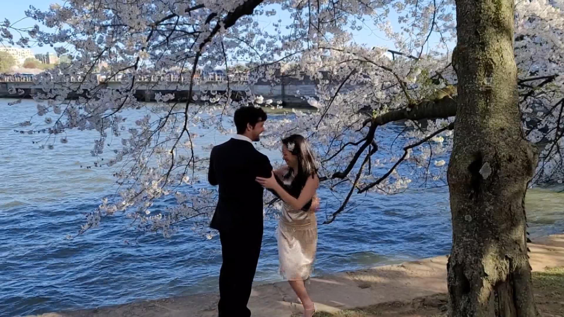 Washingtonda Japon kiraz çiçekleri açtı