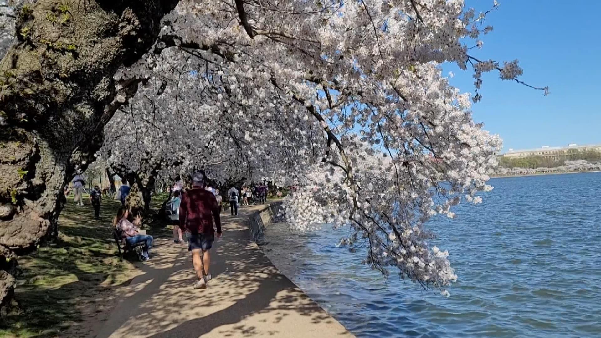 Washingtonda Japon kiraz çiçekleri açtı