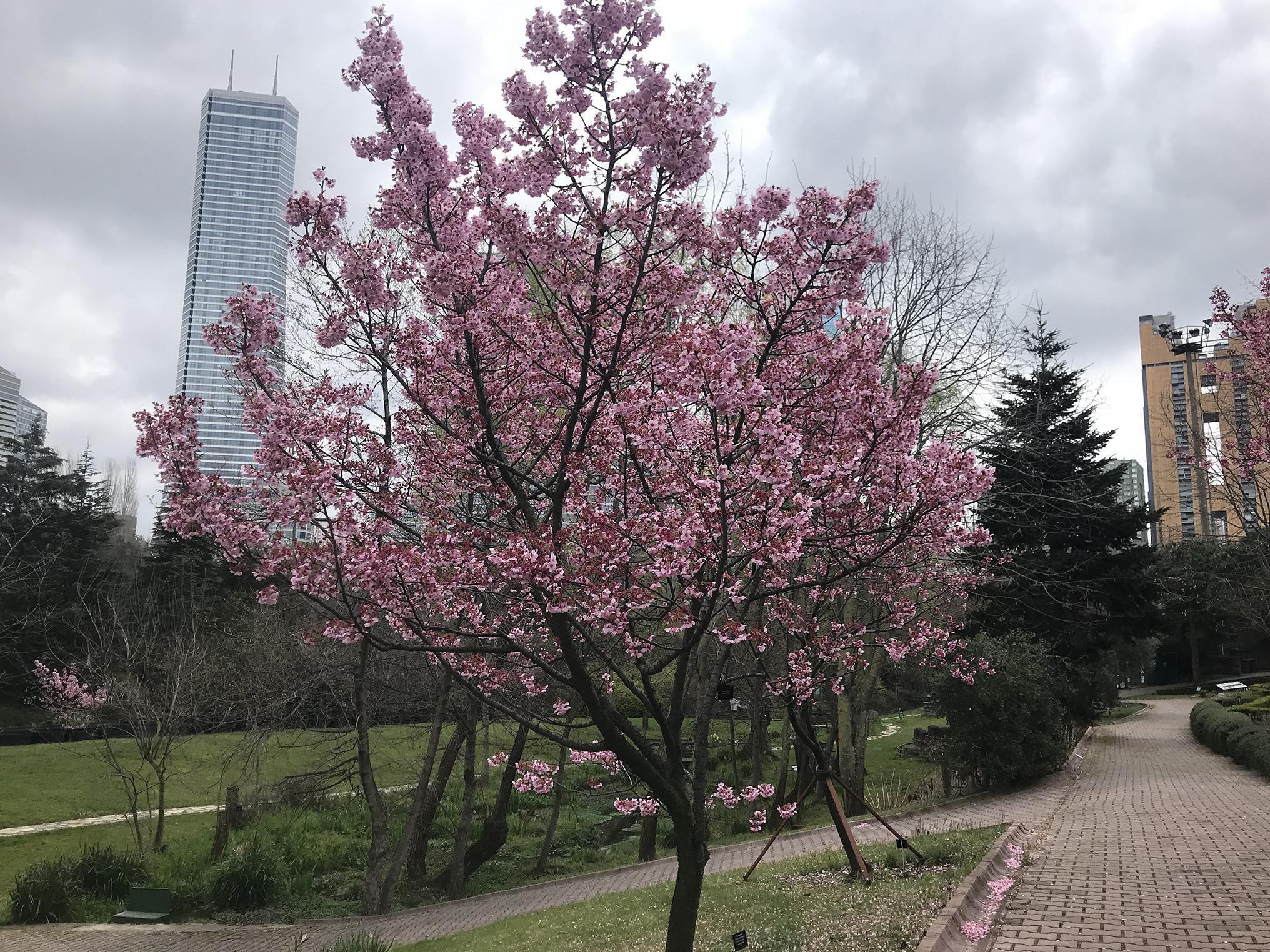 İstanbulda sakura zamanı