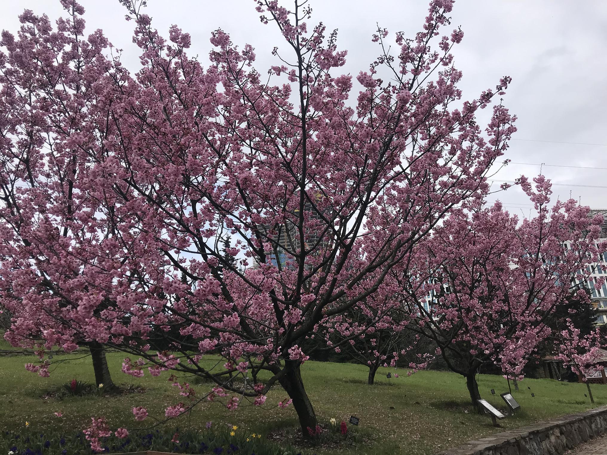İstanbulda sakura zamanı