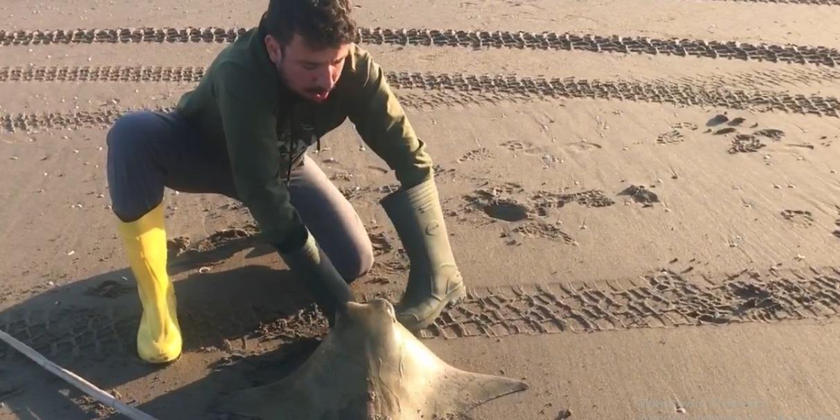 Kıyıya vuran mandabaş vatozu denize bırakıp yaşamasını sağladı