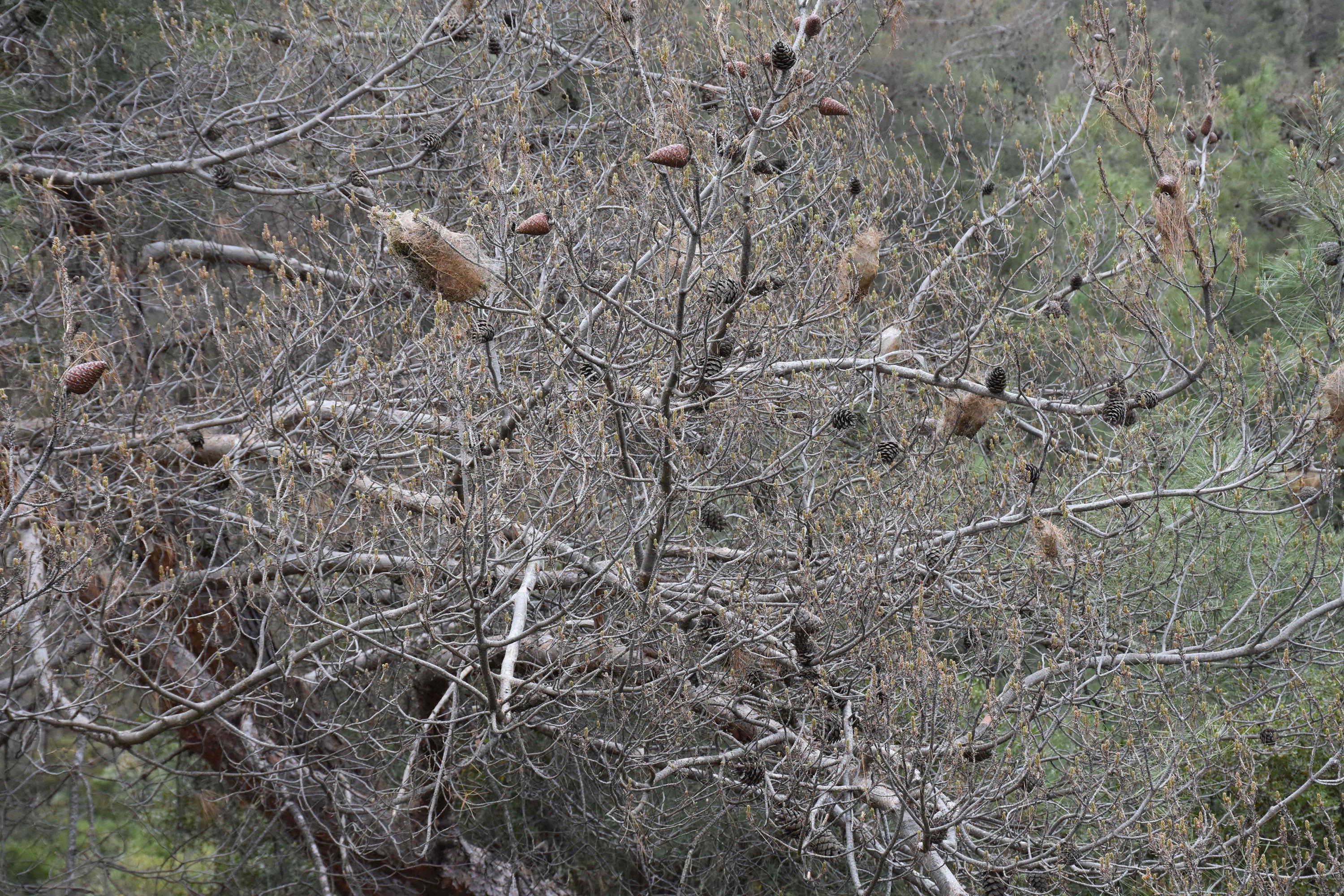 Kızılçam ormanları çam kese böcekleri tehdidi altında