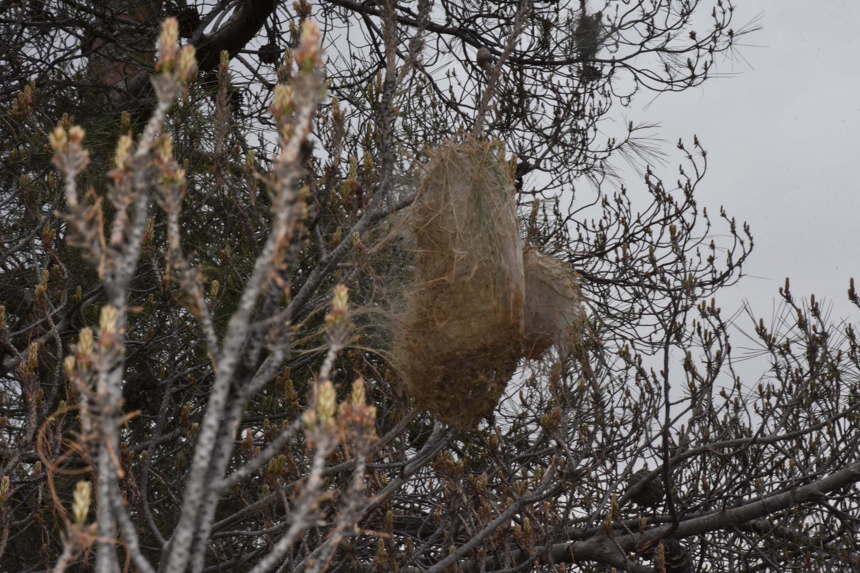 Kızılçam ormanları çam kese böcekleri tehdidi altında