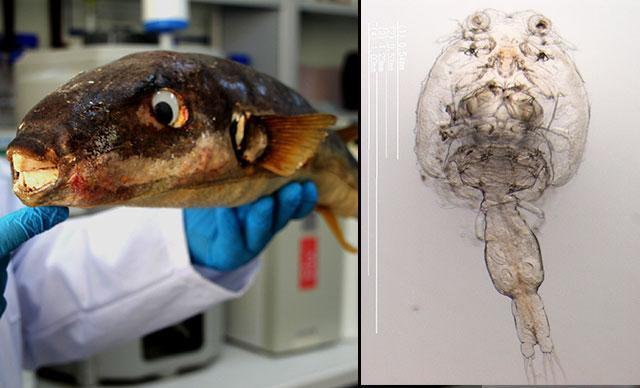 Balon balığının parazitleri yüzünden birçok balık türü tehlikede