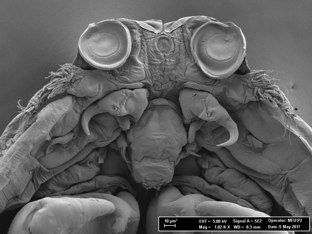 Balon balığının parazitleri yüzünden birçok balık türü tehlikede