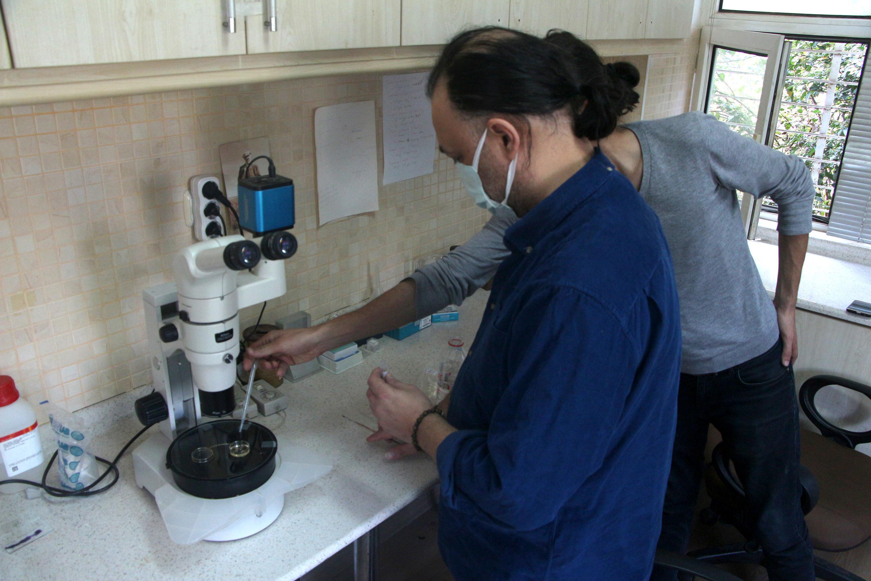 Balon balığının parazitleri yüzünden birçok balık türü tehlikede