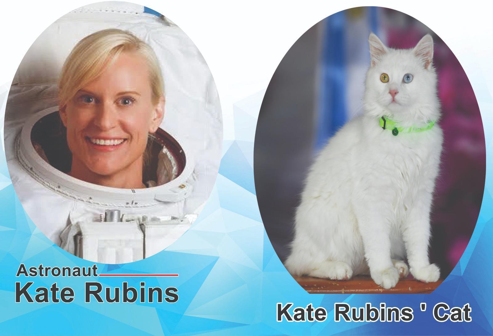 Kate Rubinsin Van kedisi hazır