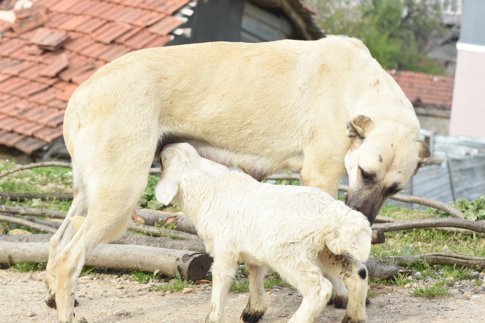 Çoban köpeği, kuzunun süt annesi