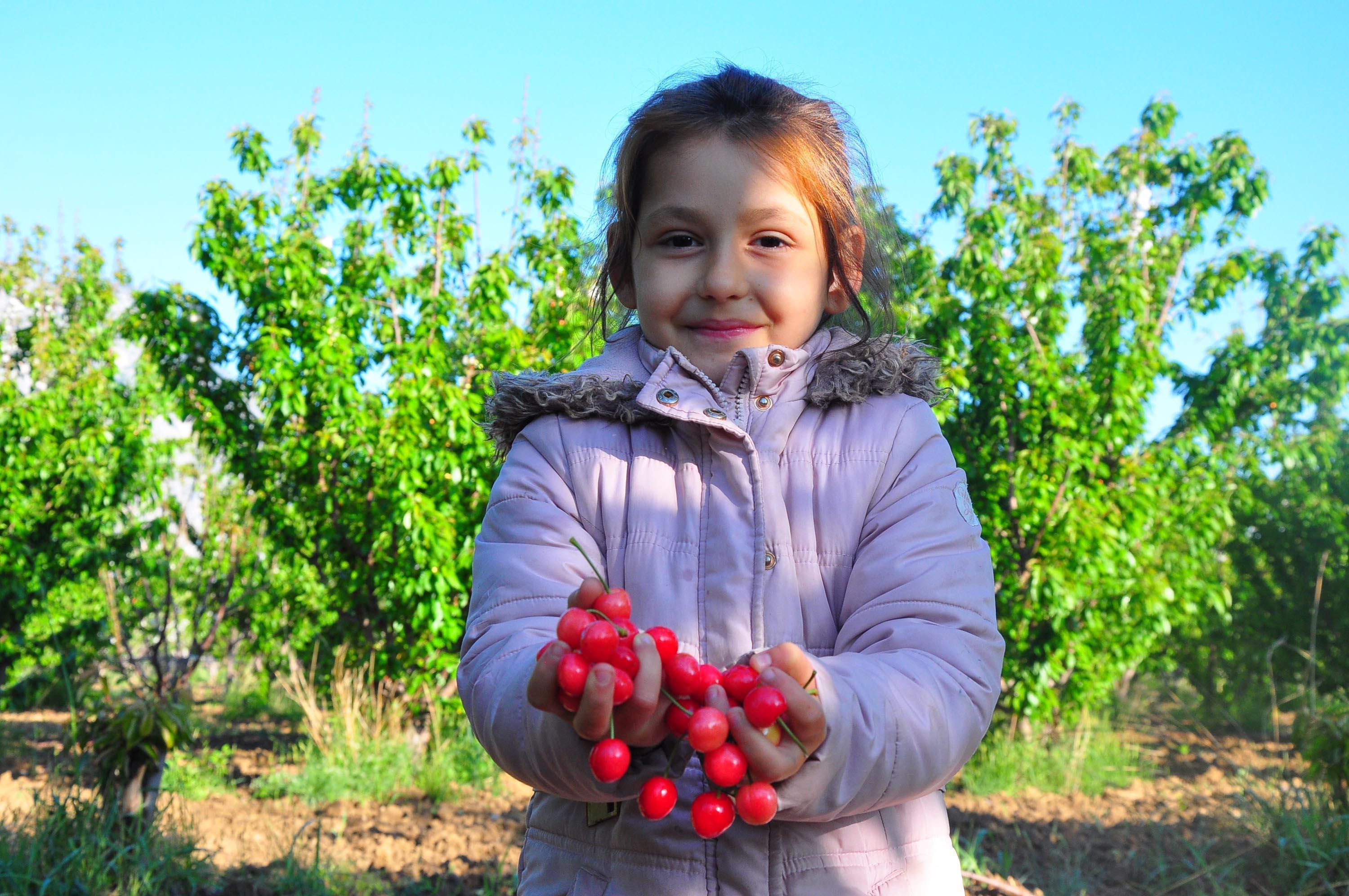 Manisada erkenci kiraz hasadı başladı