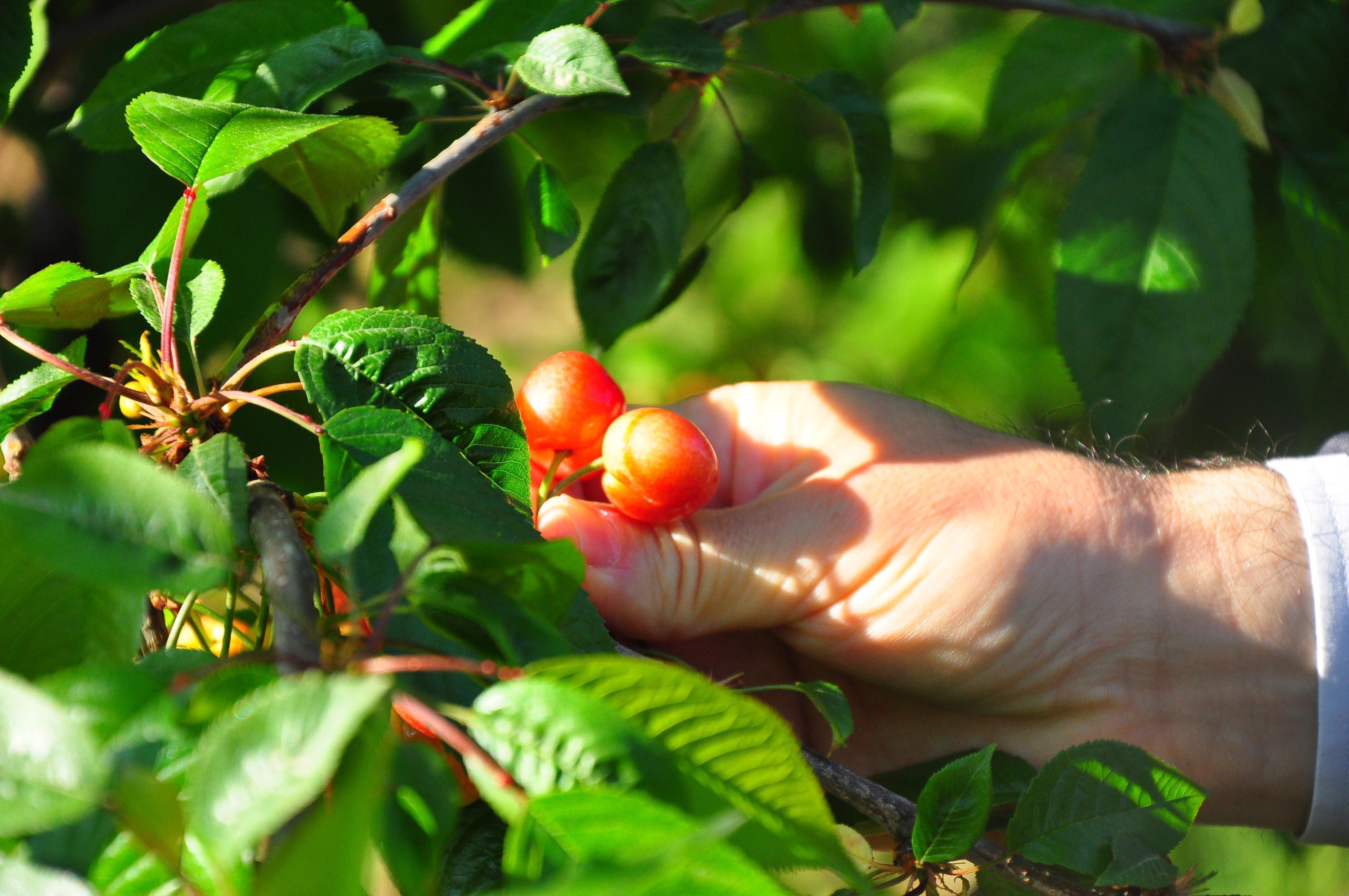 Manisada erkenci kiraz hasadı başladı