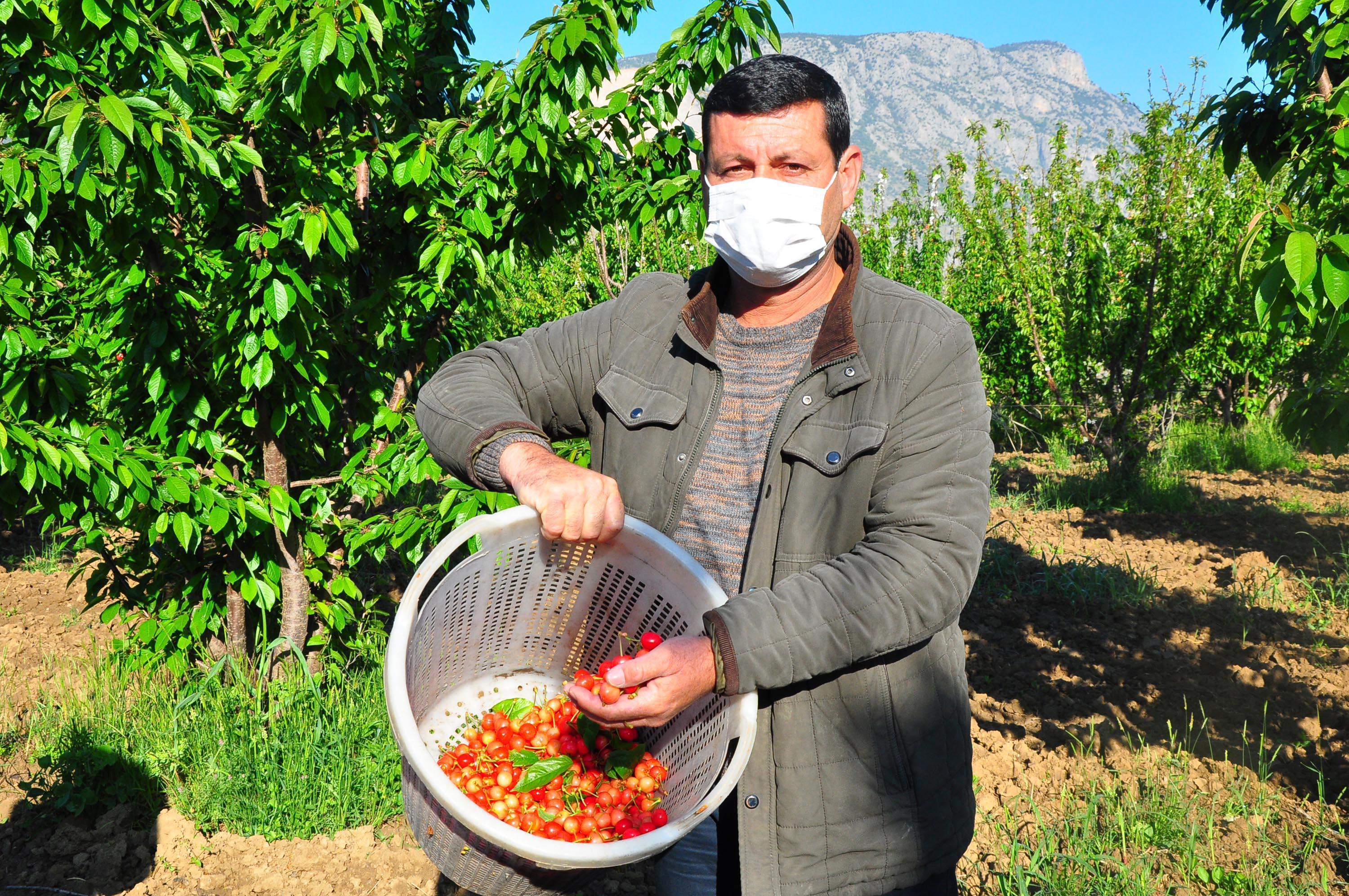 Manisada erkenci kiraz hasadı başladı