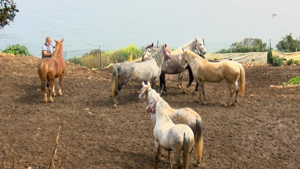 Hatay’daki kayıp atlar çiftliğe verilmiş; bakamayınca ‘kaçtı’ ihbarı yapmışlar