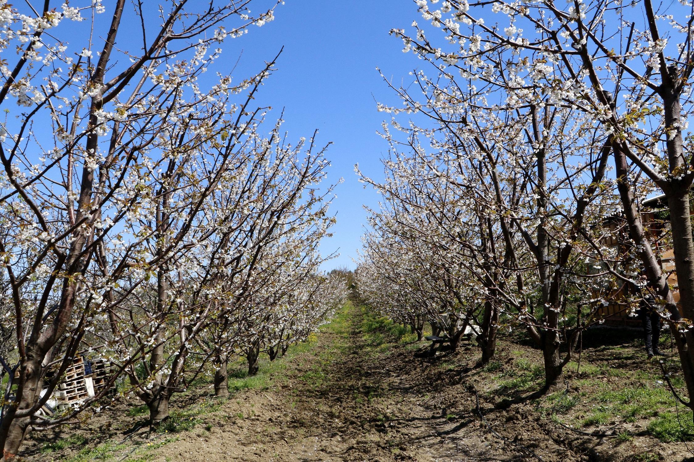 Çay bardağına sığmayan Lapseki kirazı gün sayıyor