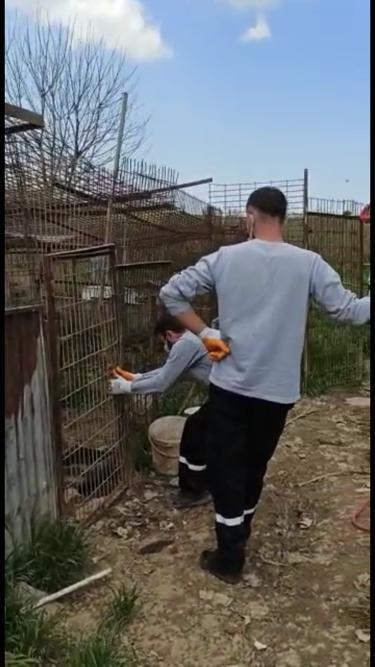 Uygunsuz koşullarda 250 köpeğin bulunduğu ruhsatsız barınak mühürlendi