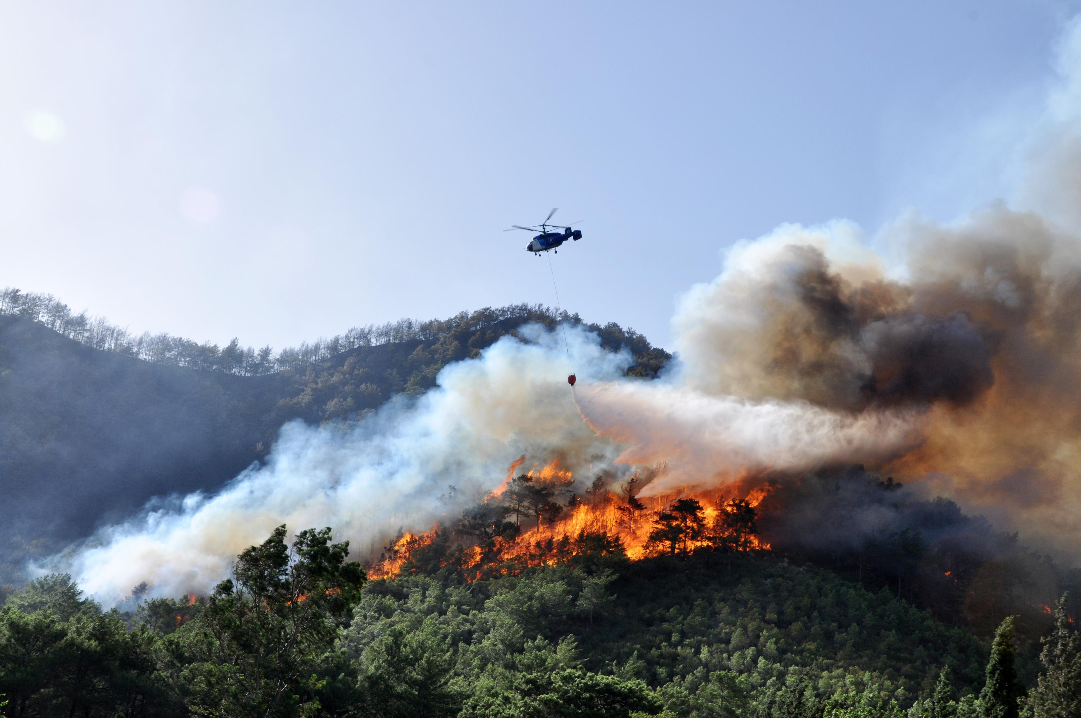 Yanan ormanlar yeşillendi