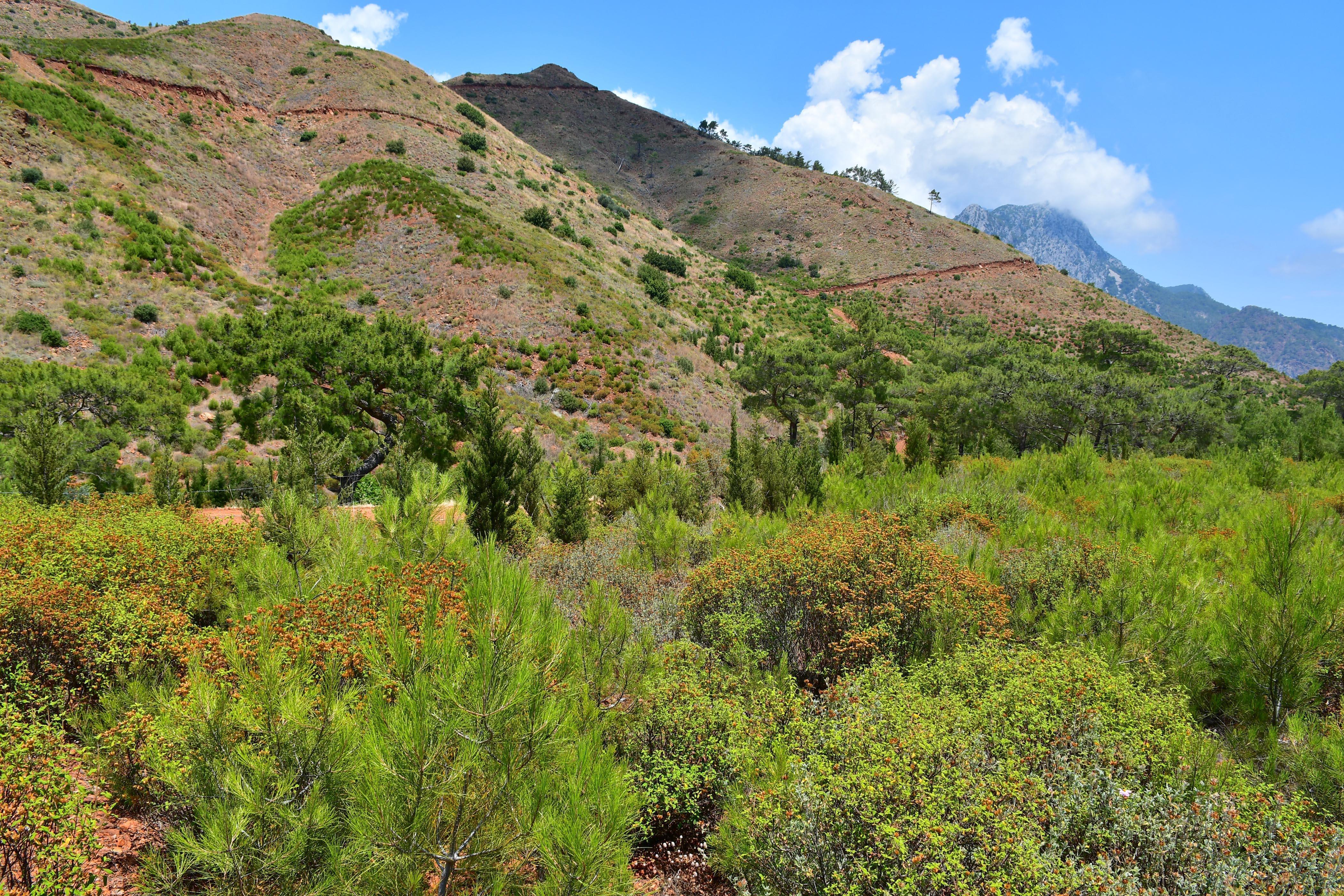 Yanan ormanlar yeşillendi