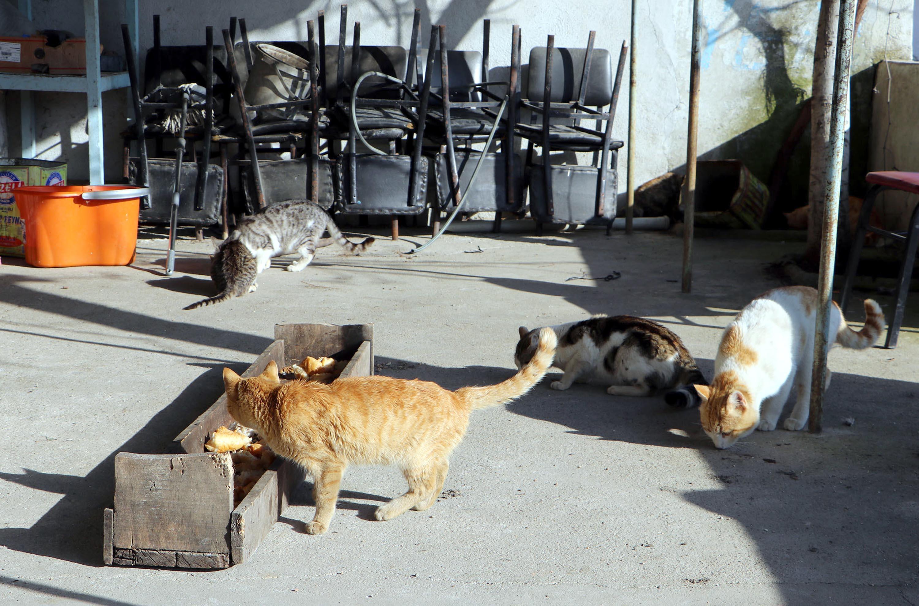 Pandemide kapanan kahvehanesini sokak hayvanlarına açtı