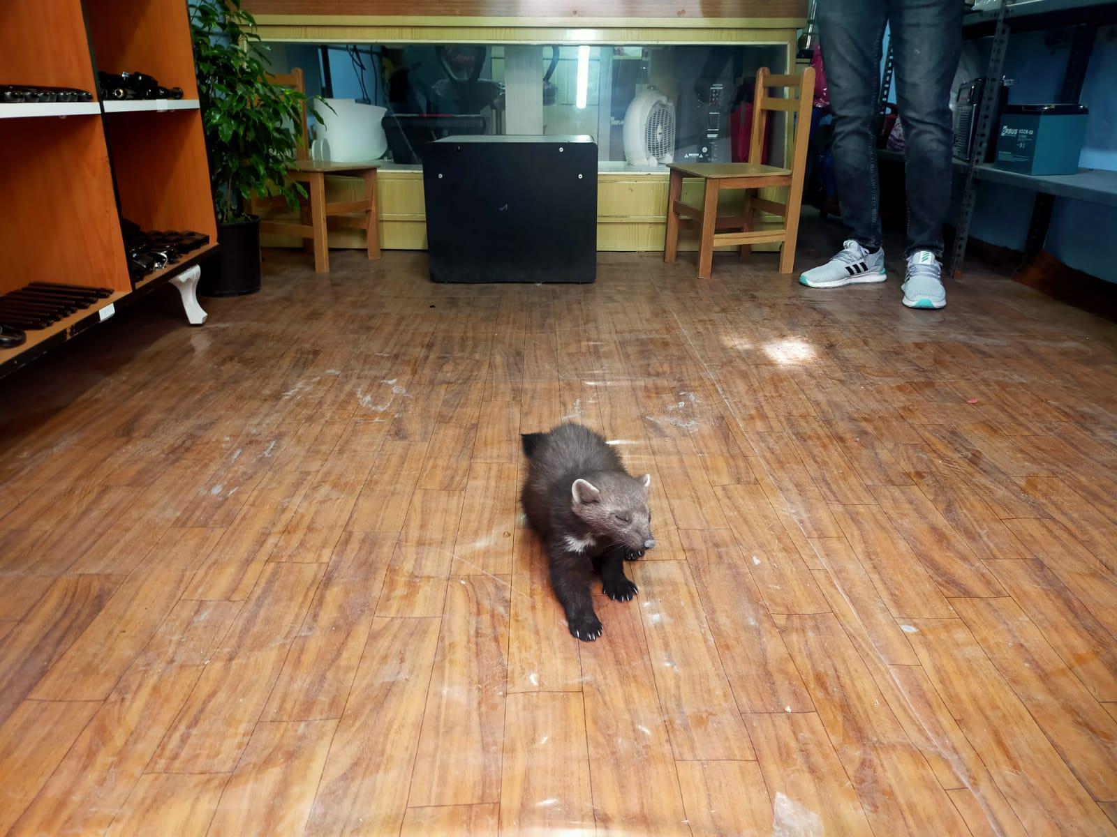 İş yerine giren yavru sansar, ilgi odağı oldu