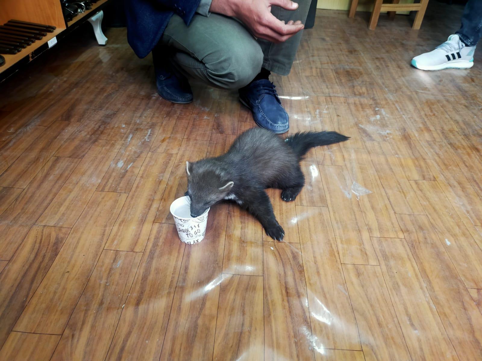 İş yerine giren yavru sansar, ilgi odağı oldu