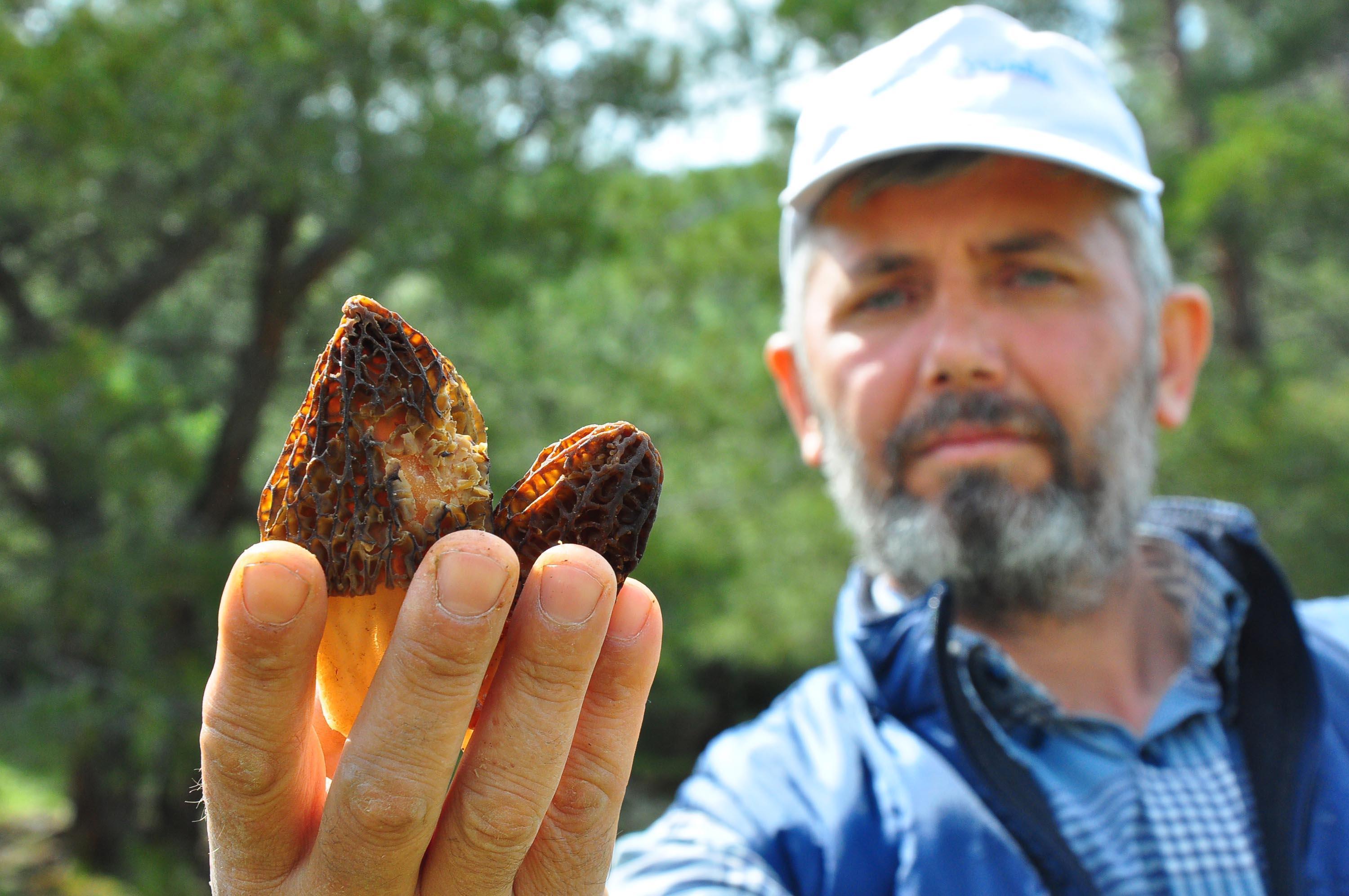 Kuzugöbeği mantarı, kilosu 200 liradan alıcı buluyor