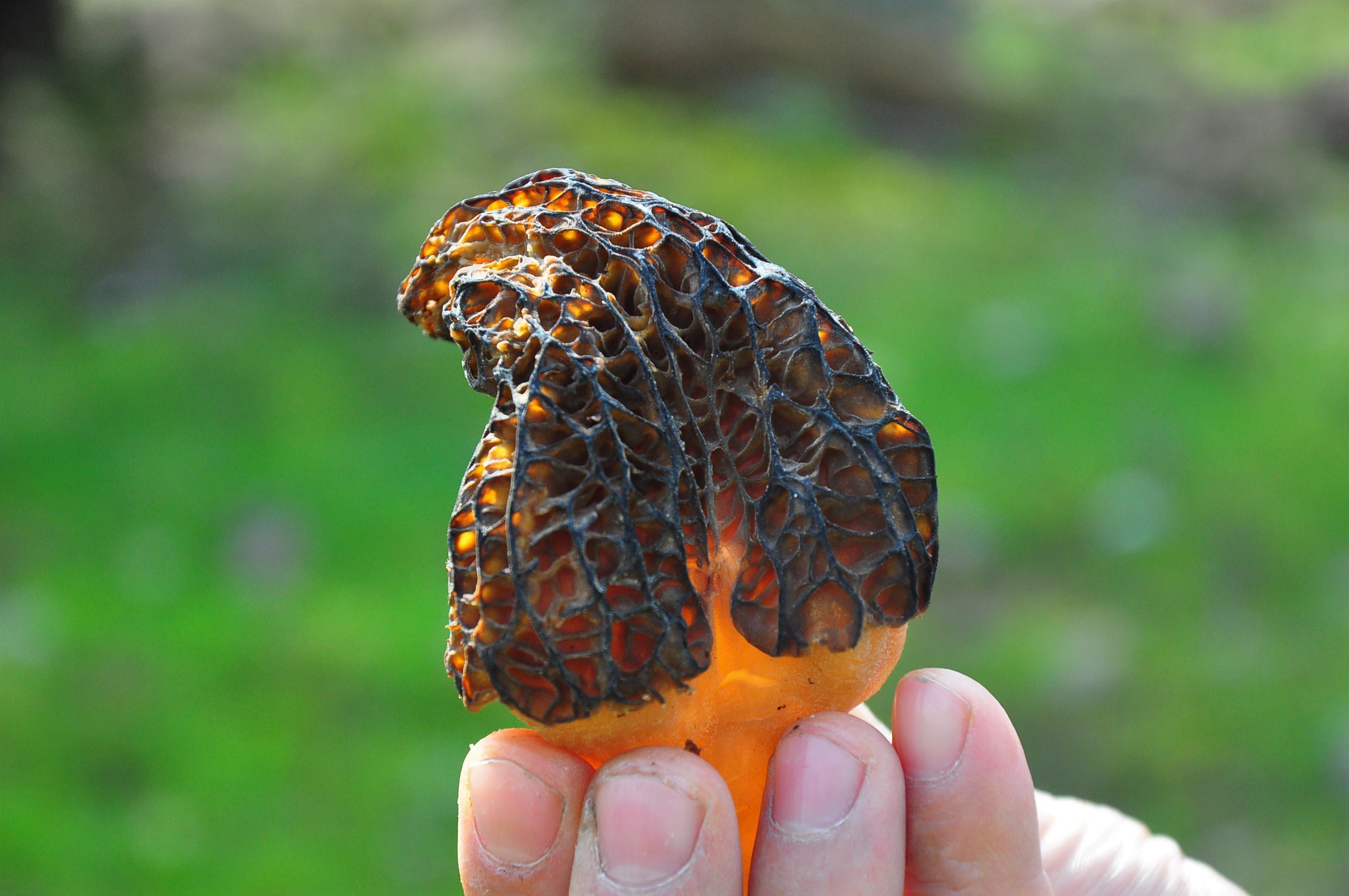 Kuzugöbeği mantarı, kilosu 200 liradan alıcı buluyor