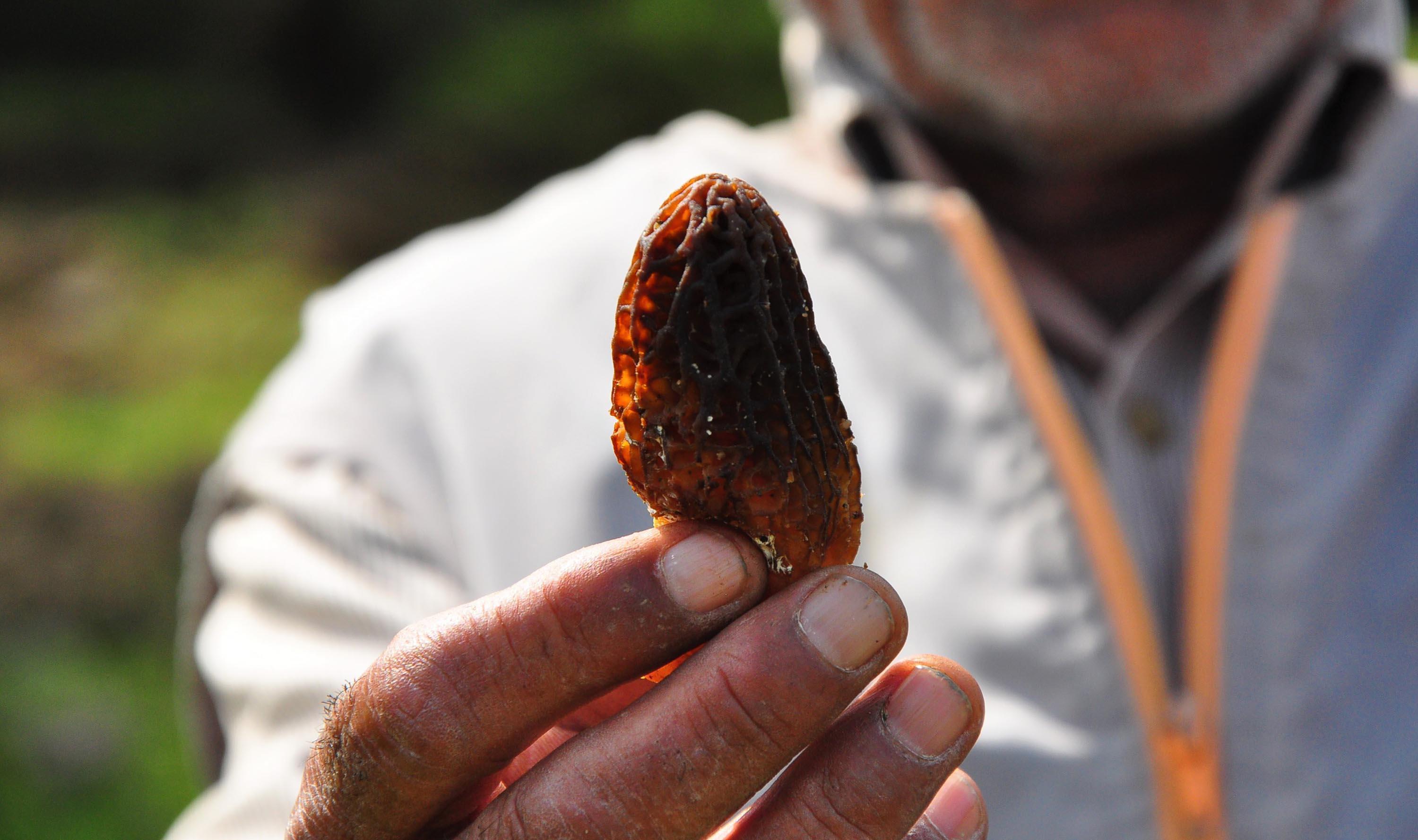 Kuzugöbeği mantarı, kilosu 200 liradan alıcı buluyor