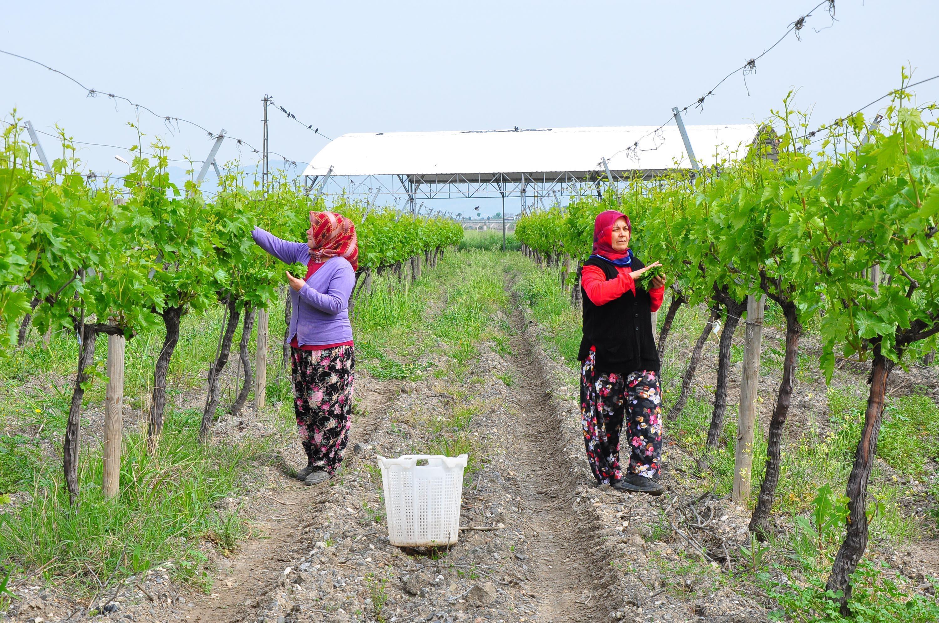 Avrupa ve Orta Doğu ülkelerine, üzümden sonra Manisa yaprağı ihracatı