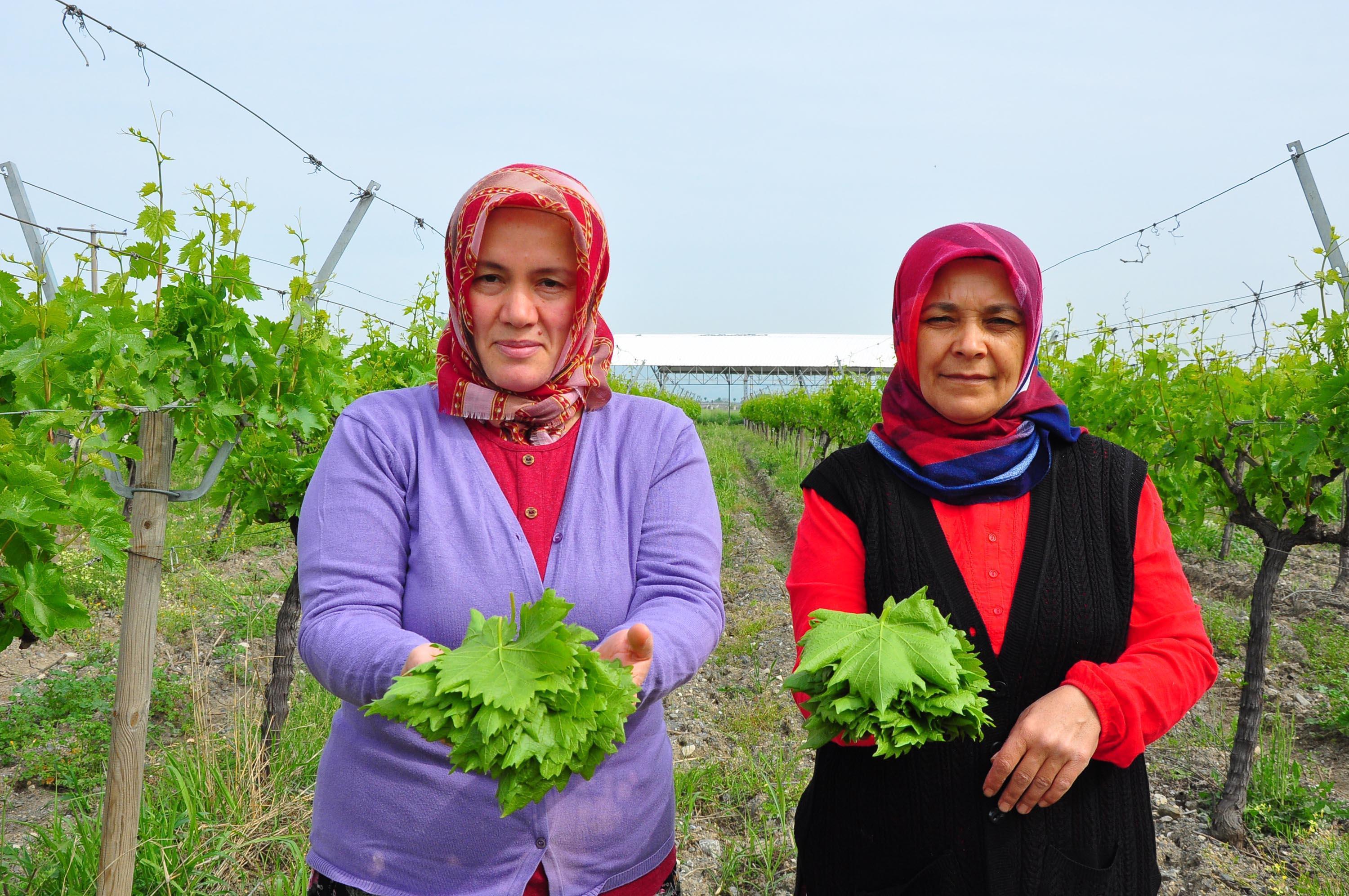 Avrupa ve Orta Doğu ülkelerine, üzümden sonra Manisa yaprağı ihracatı