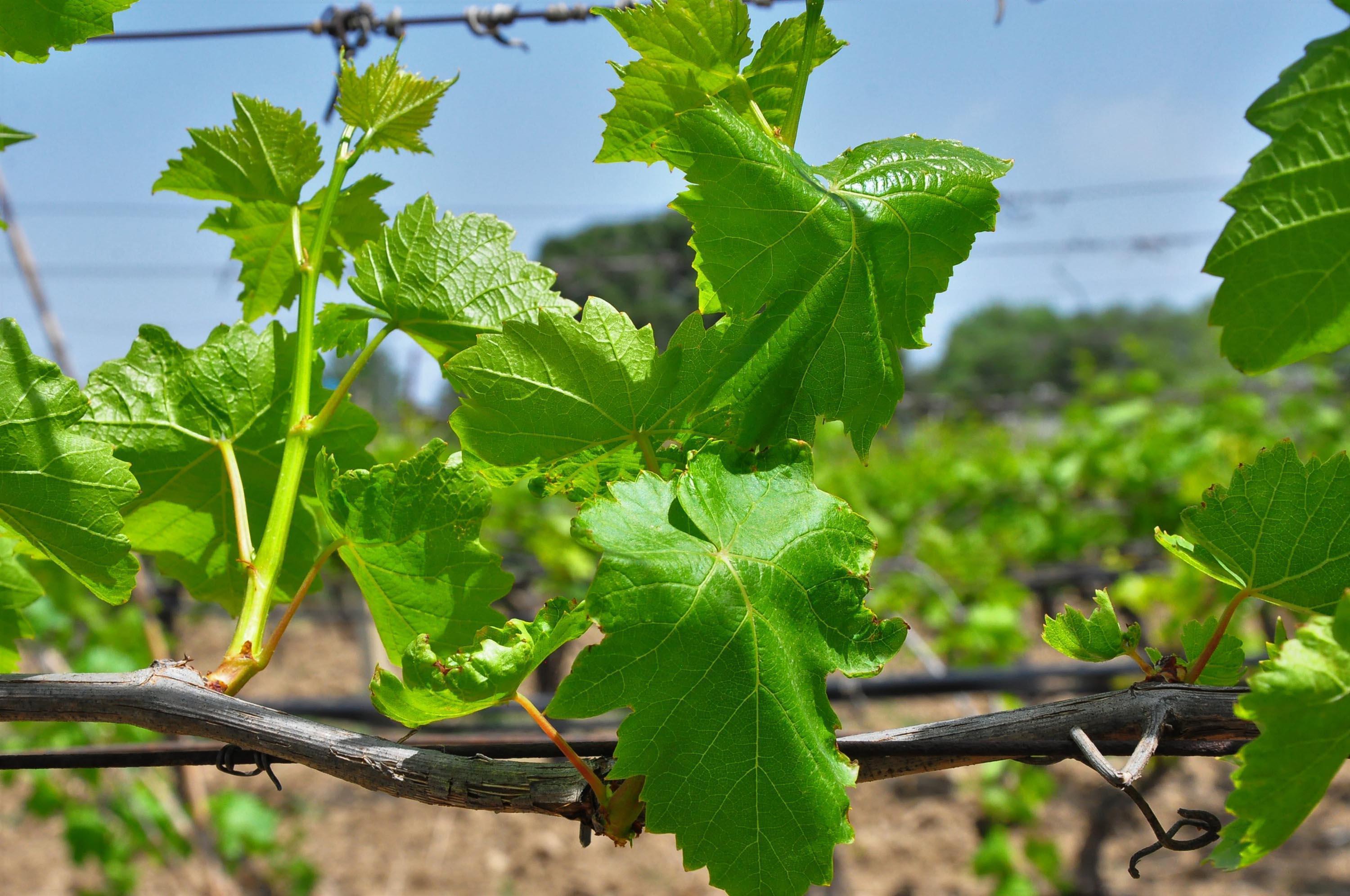 Avrupa ve Orta Doğu ülkelerine, üzümden sonra Manisa yaprağı ihracatı