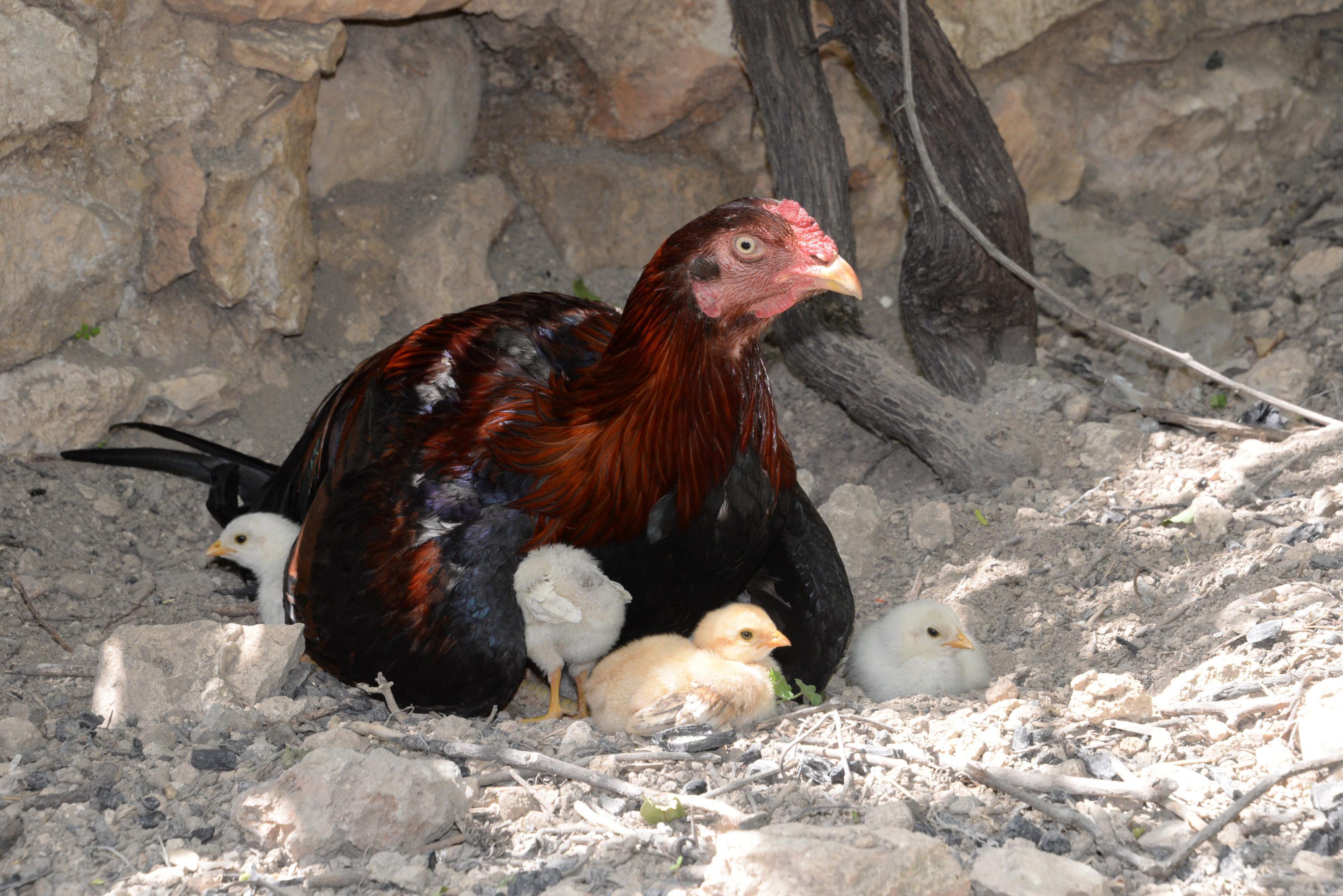 Kuluçkaya tavuk yerine oturan horoz, civcivlere annelik yapıyor