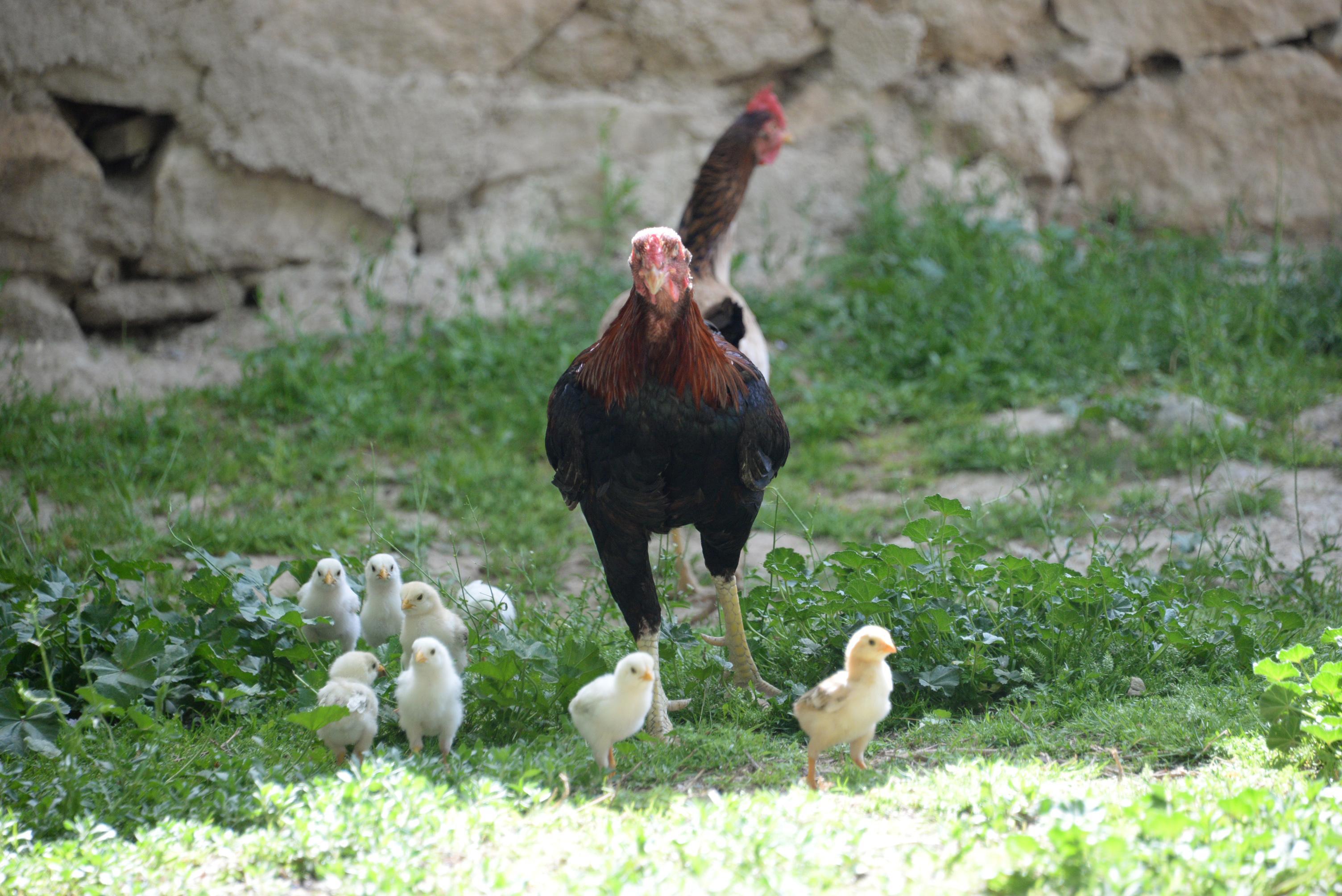 Kuluçkaya tavuk yerine oturan horoz, civcivlere annelik yapıyor