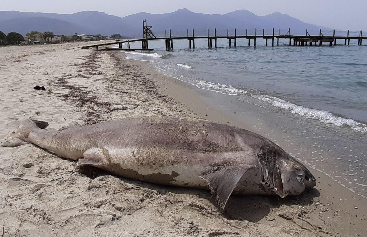 Kuşadasında sahile ölü köpek balığı vurdu