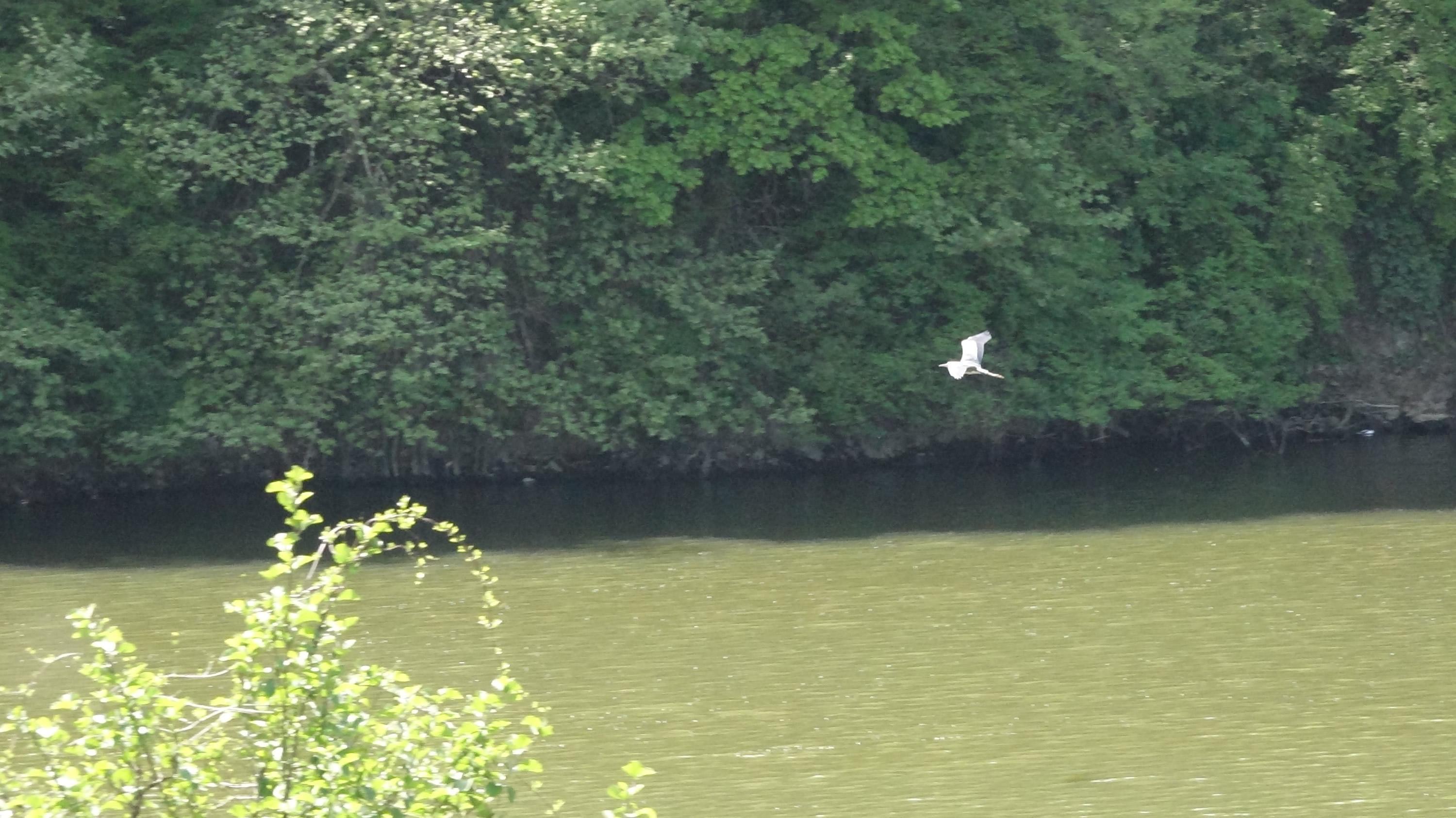 Sera Gölündeki kirliliğe çökeltim havuzu çözümü