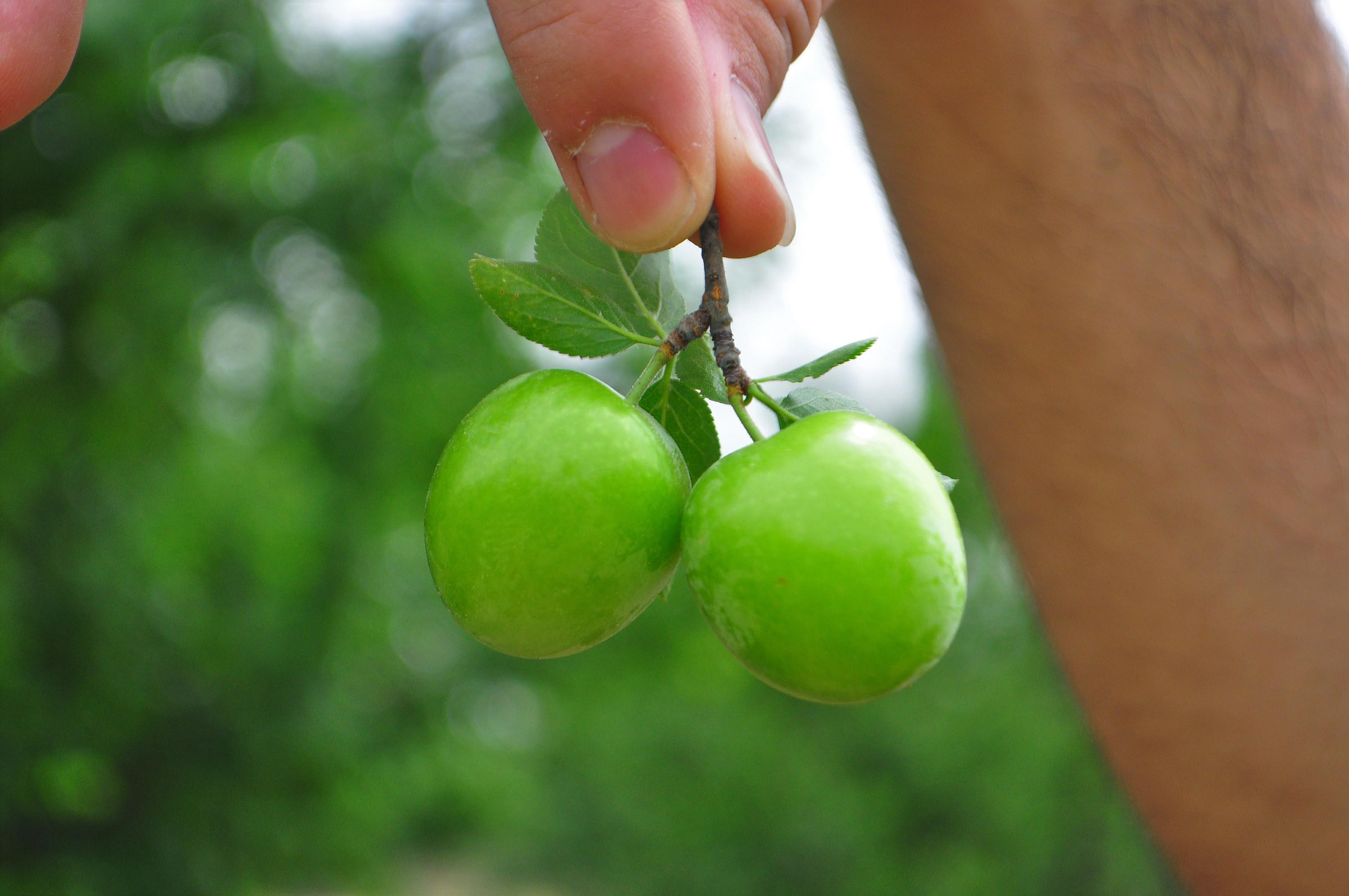 Manisanın dumanlı papaz eriğinde hasat başladı