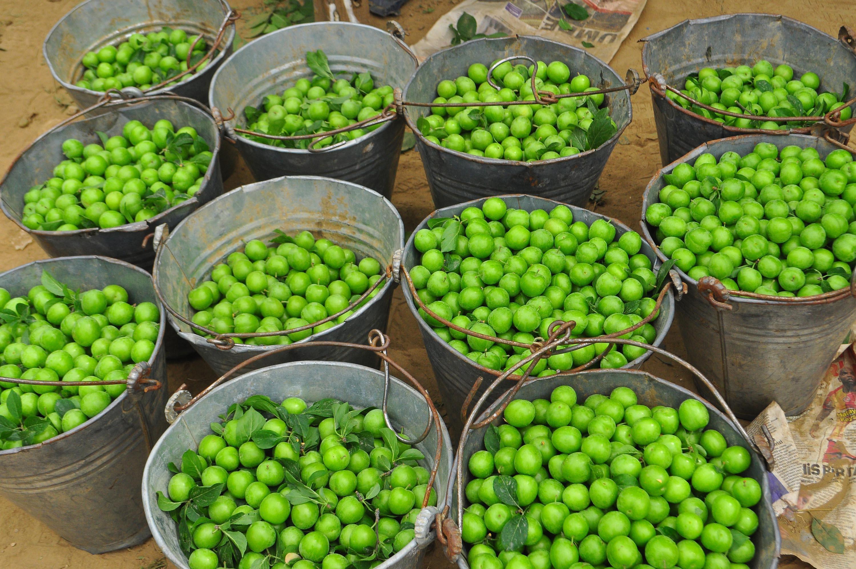 Manisanın dumanlı papaz eriğinde hasat başladı