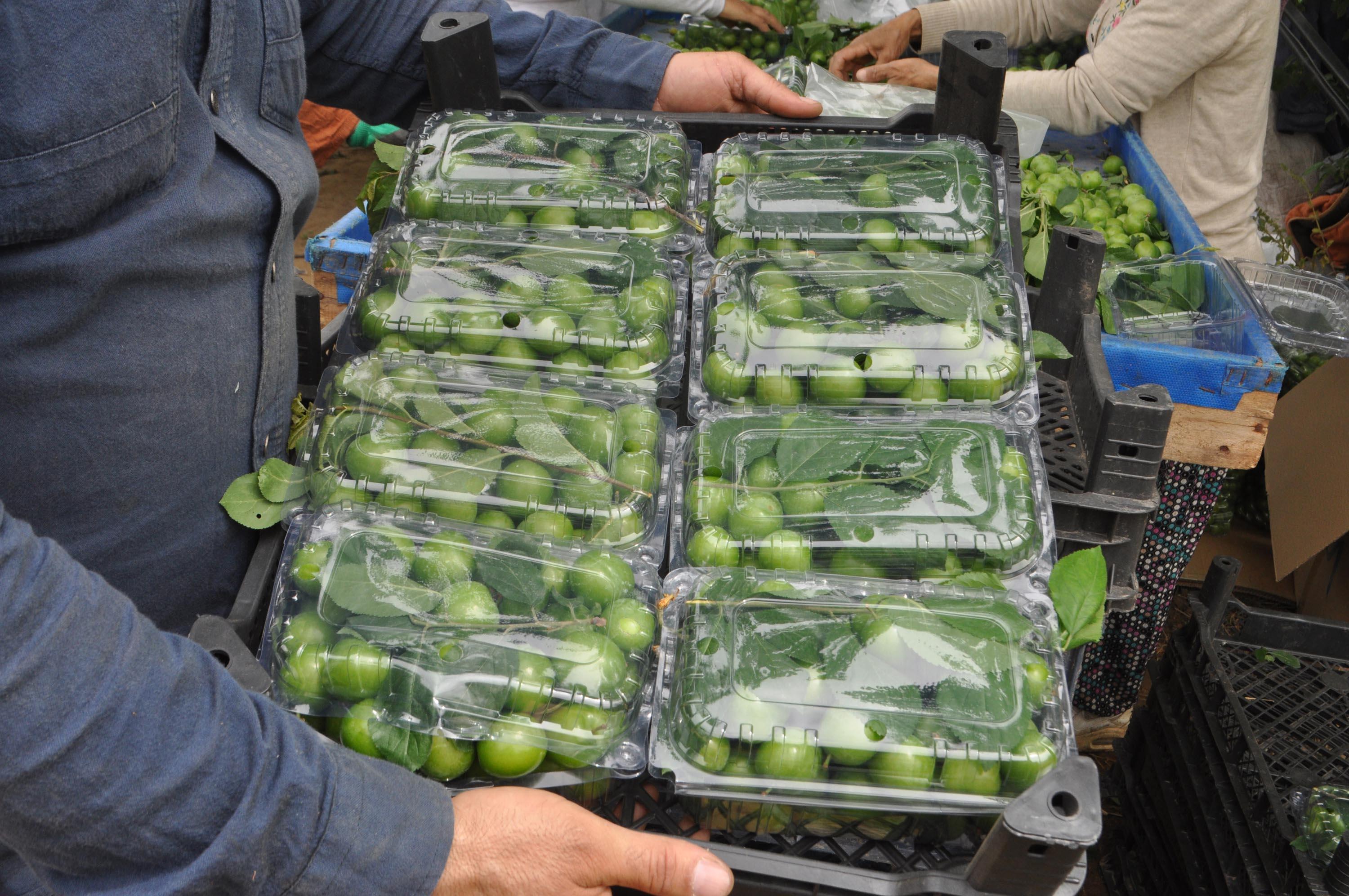 Manisanın dumanlı papaz eriğinde hasat başladı