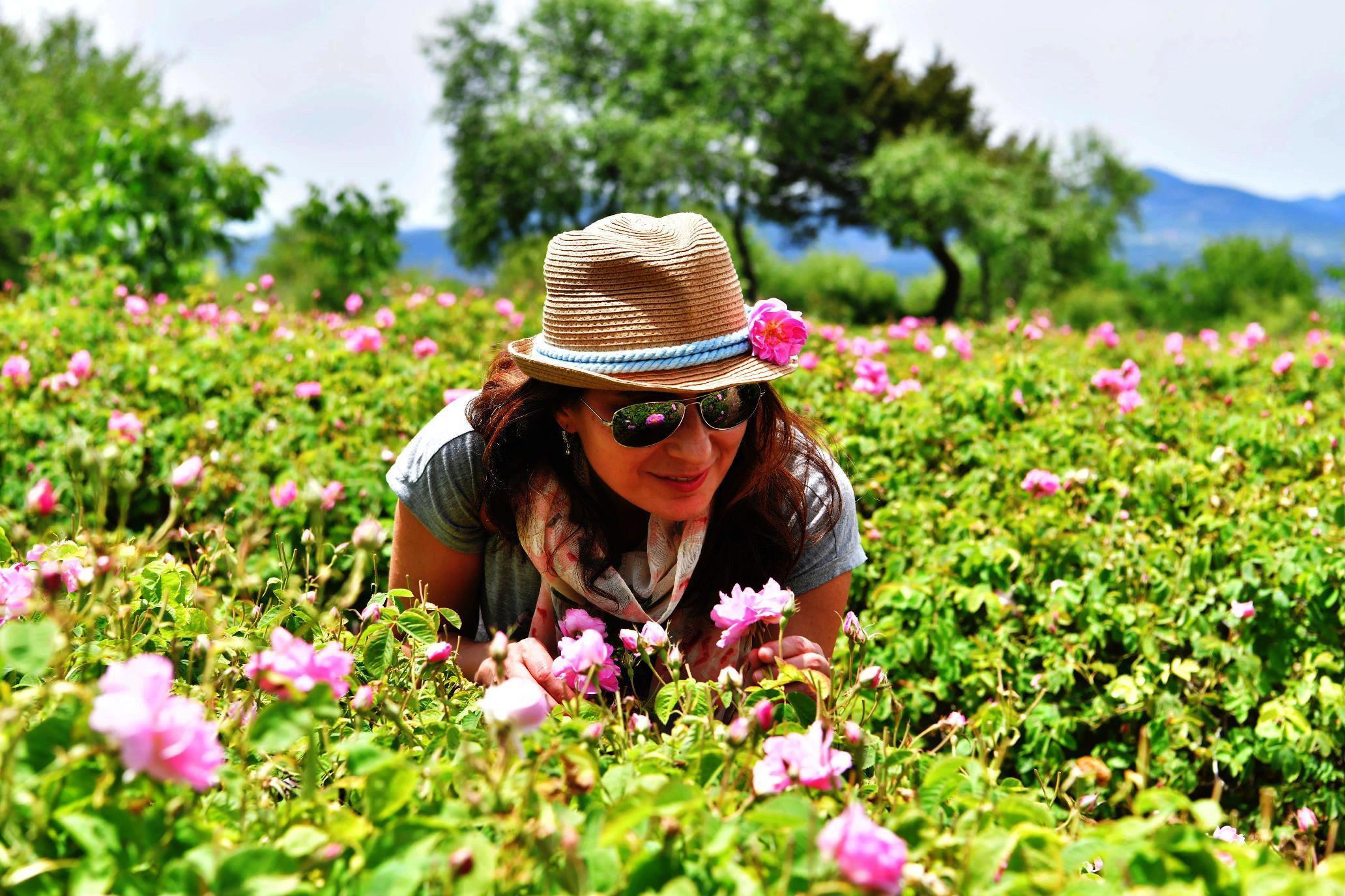 Türkiyenin gül bahçesinde hasat sezonu